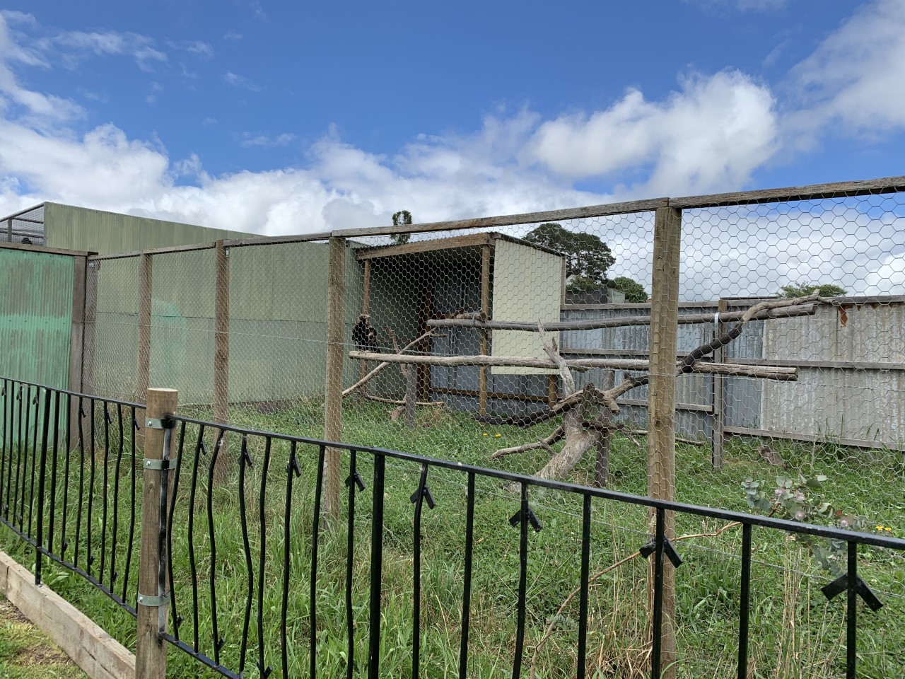 Wedge-tailed Eagle (Aquila audax) Enclosure