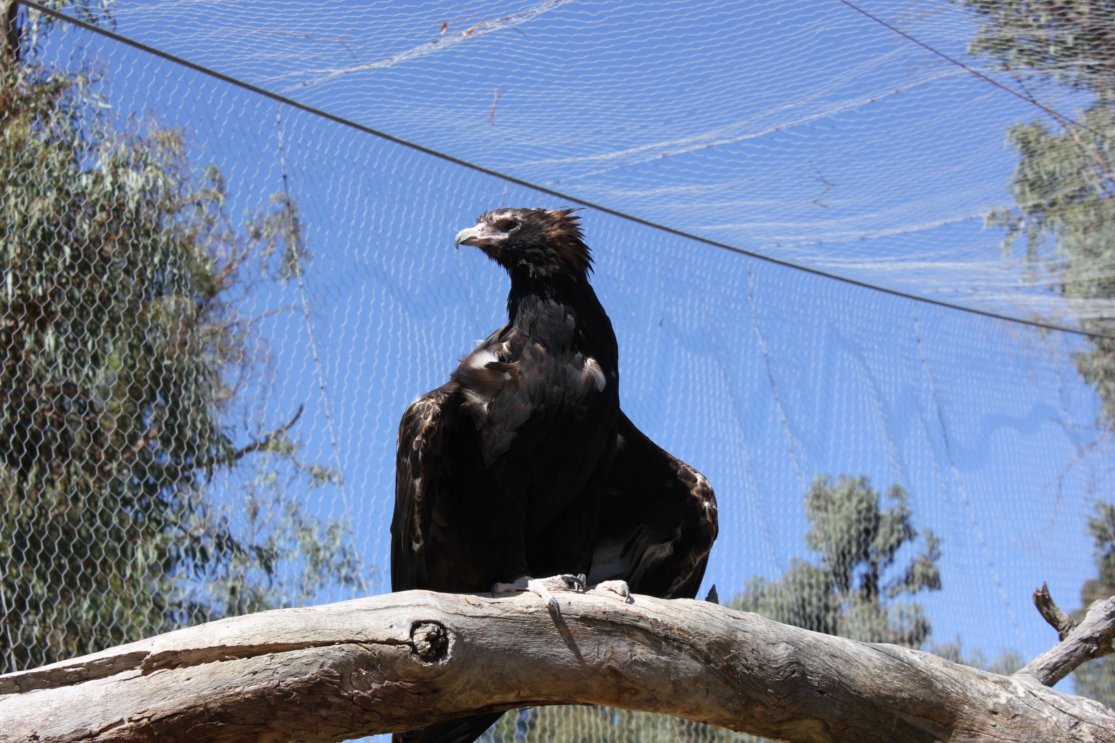 Wedge-tailed Eagle (Aquila audax)