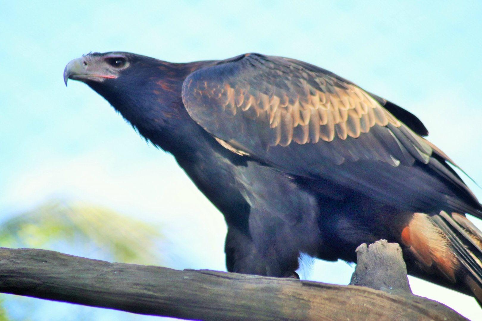 Wedge-tailed Eagle (Aquila audax)