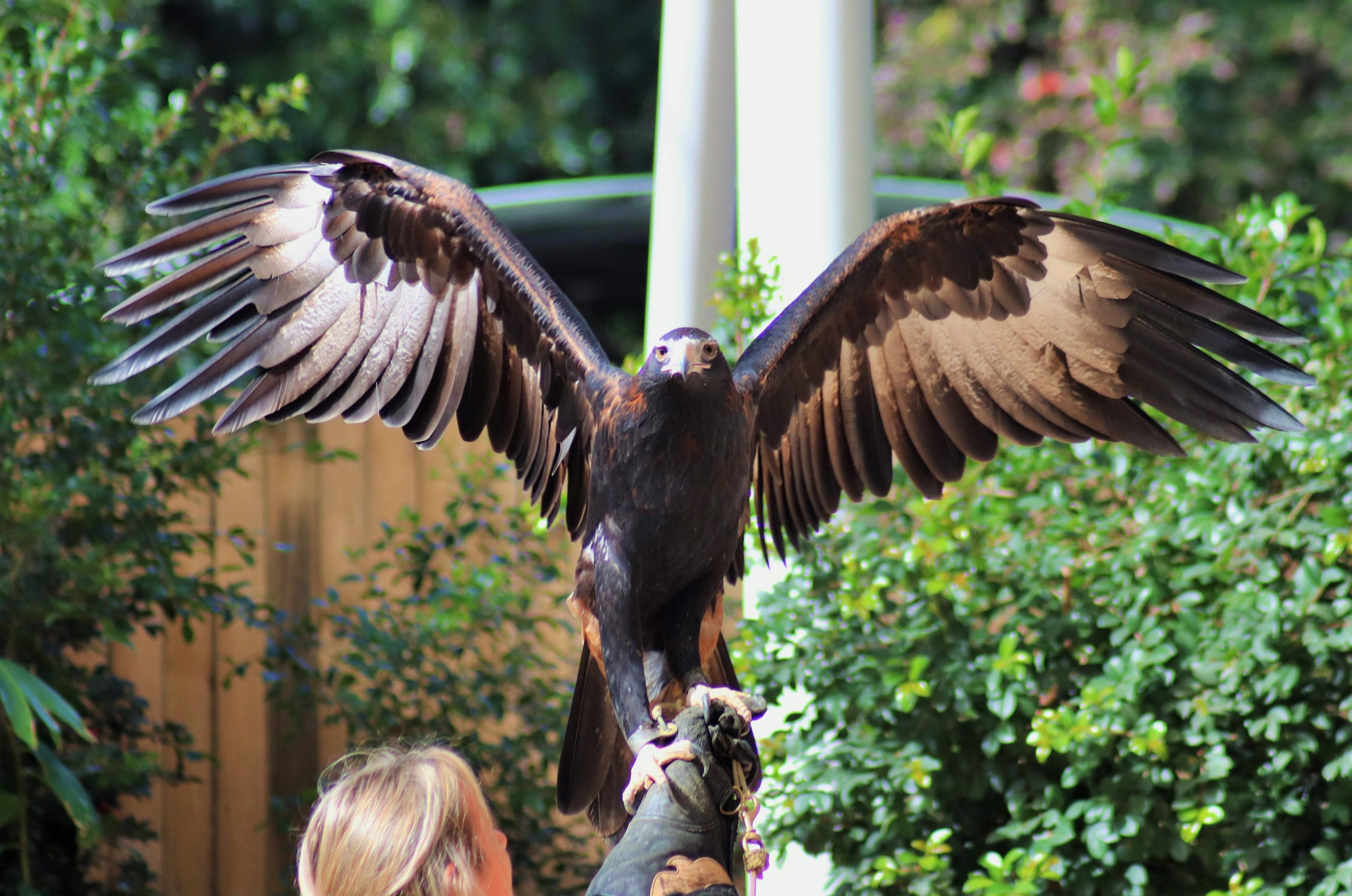 Wedge-tailed Eagle (Aquila audax)