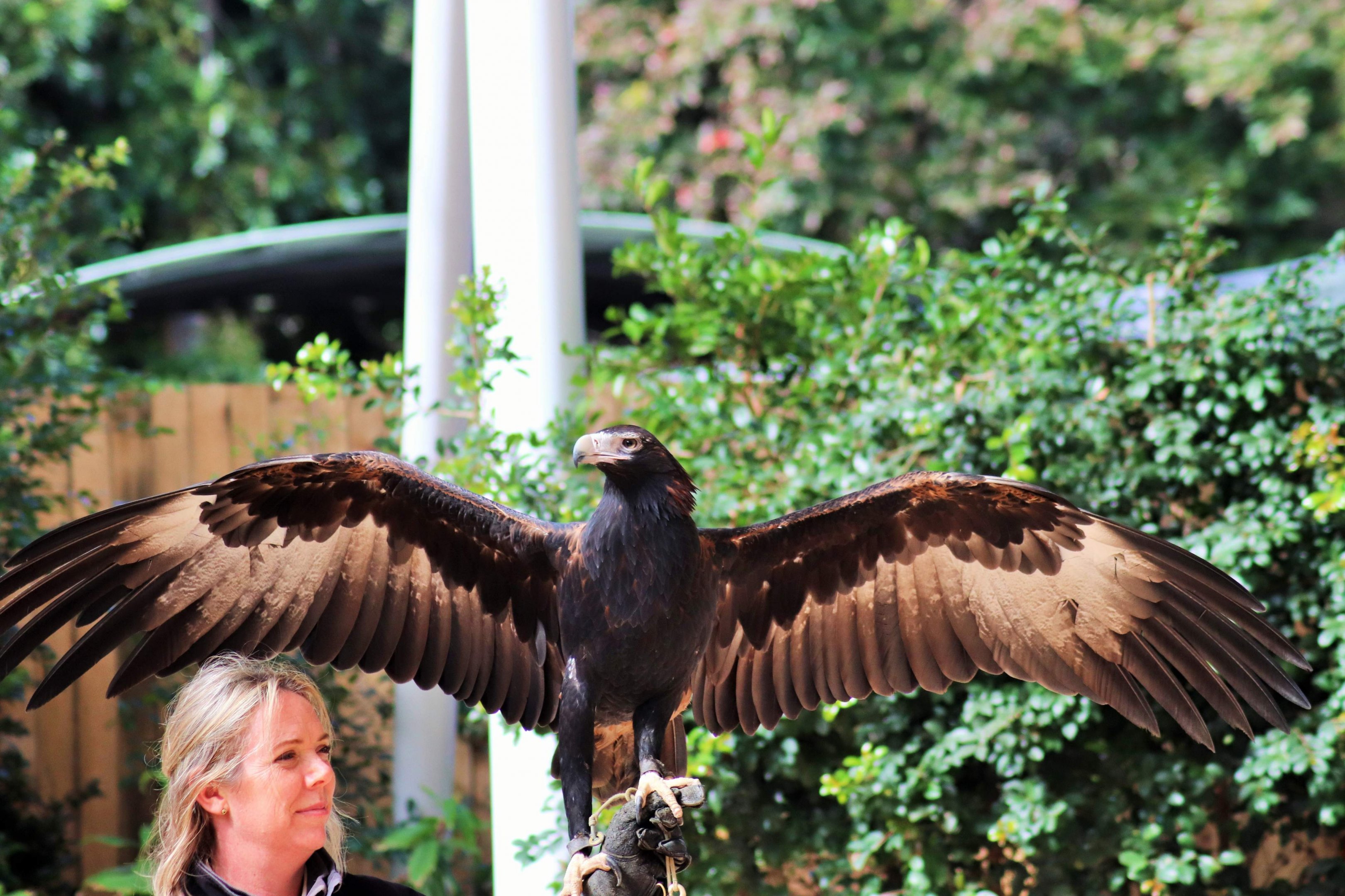 Wedge-tailed Eagle (Aquila audax)