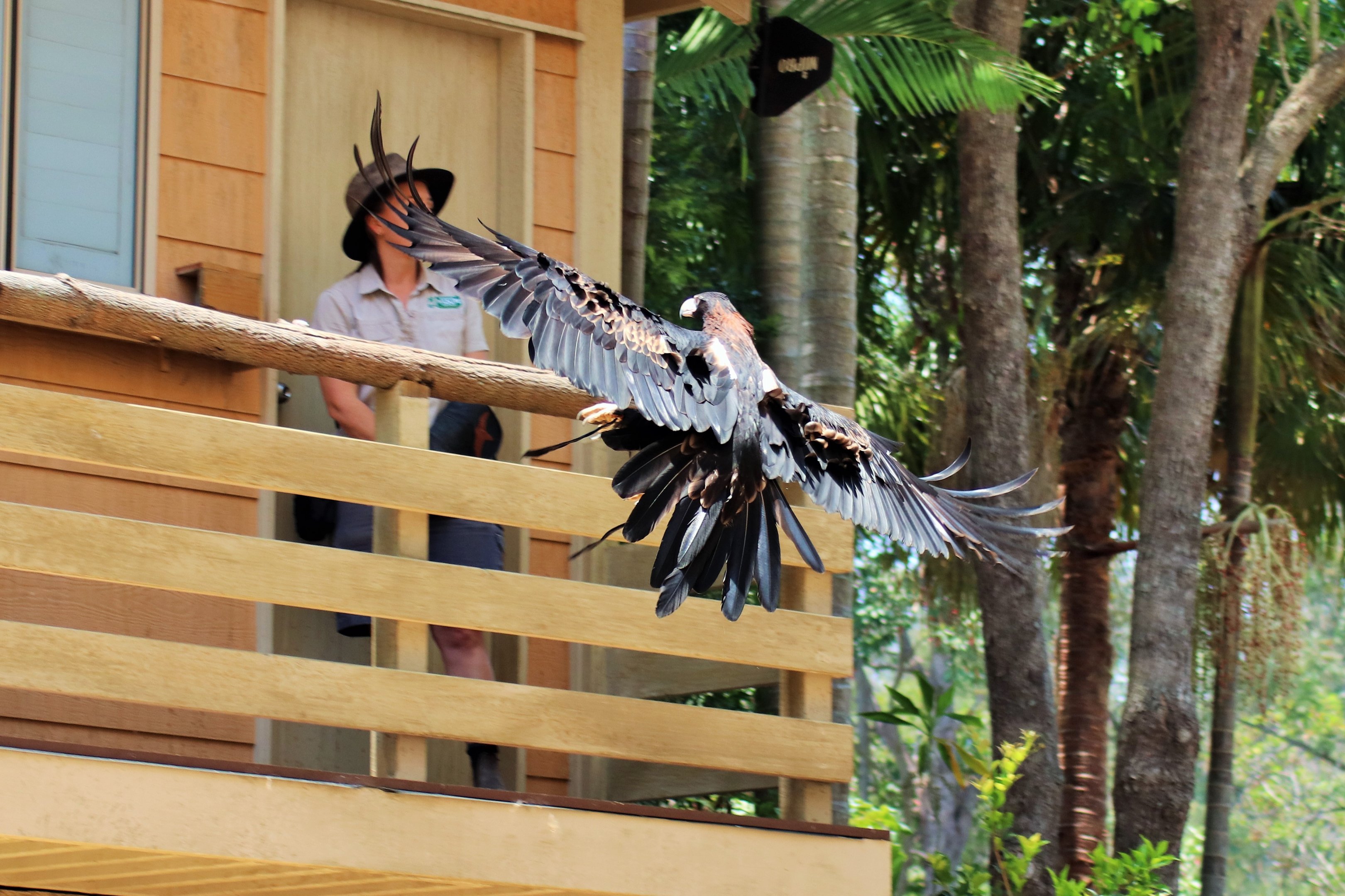 Wedge-tailed Eagle (Aquila audax)