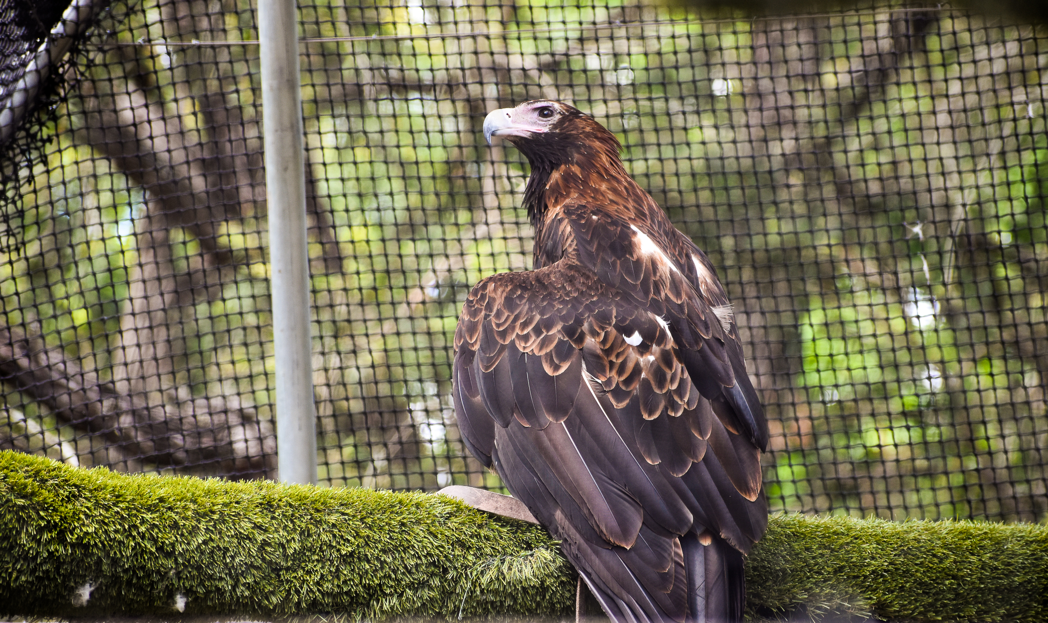 Wedge-tailed Eagle (Aquila audax)