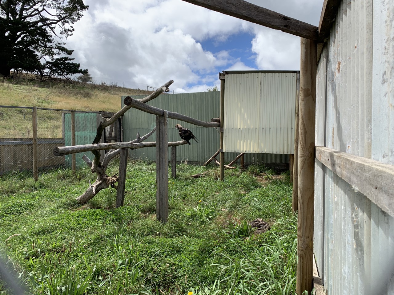 Wedge-tailed Eagle (Aquila audax)