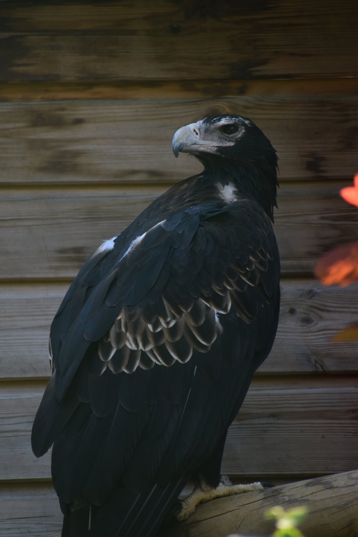 Wedge-tailed Eagle - Aquila audax