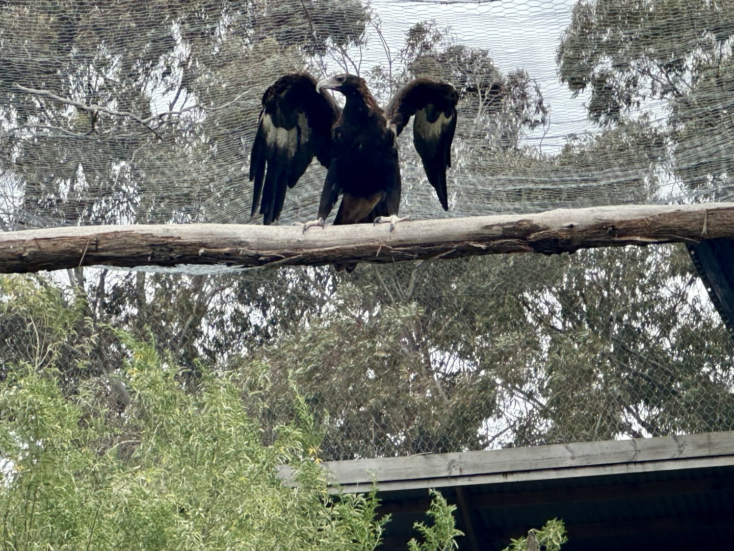 Wedge-tailed eagle (Aquila audax)