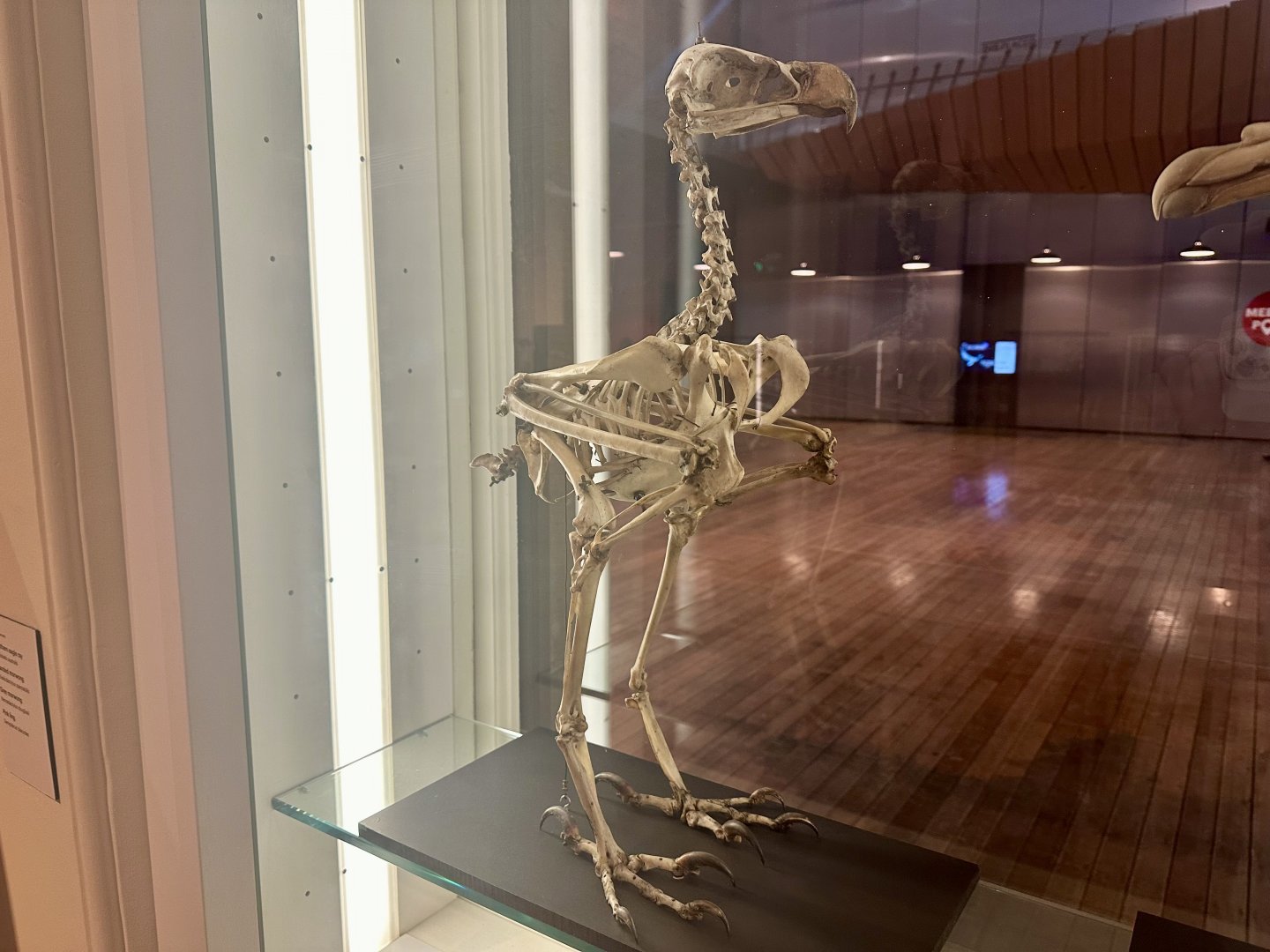 Wedge-tailed eagle (Aquila audax)