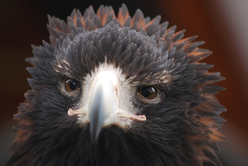 Wedge-tailed eagle at Adlerwarte Berlebeck