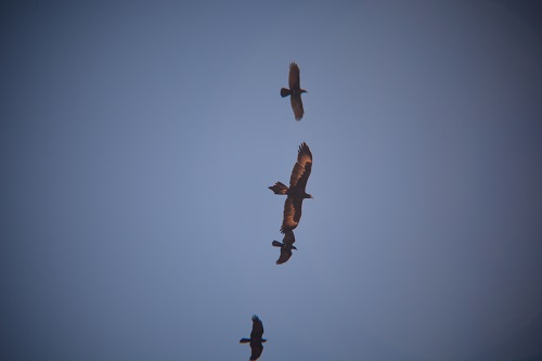 Wedge-tailed eagle attacked by ravens.