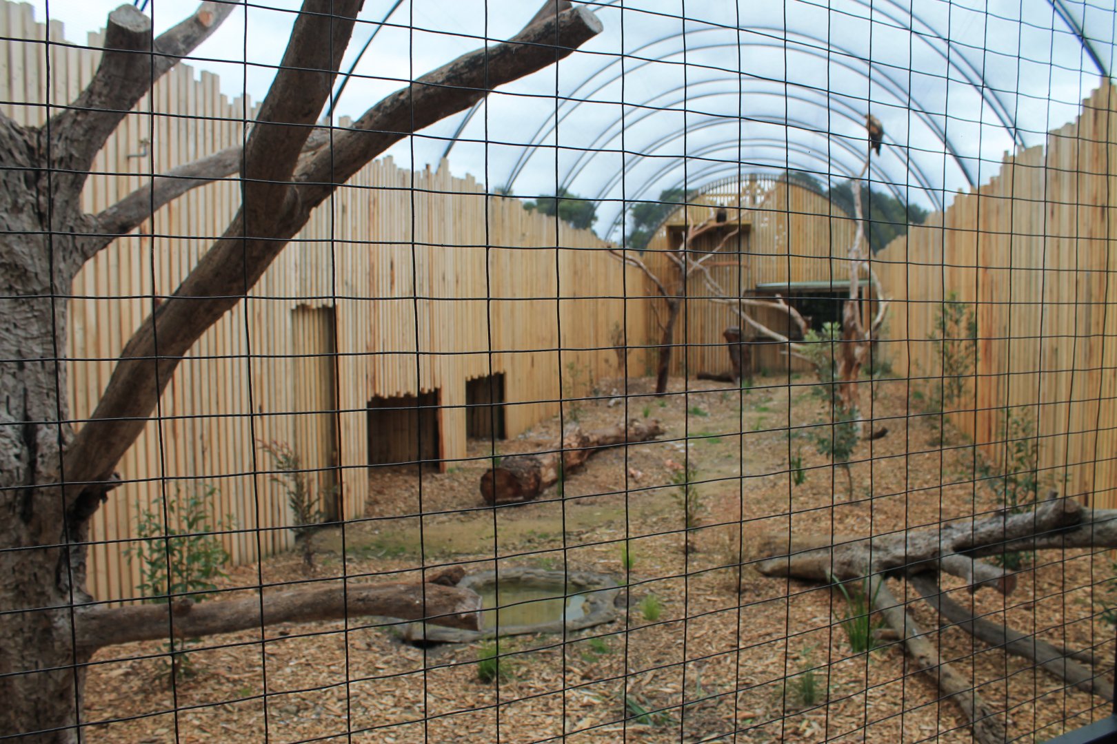 Wedge-tailed Eagle aviary interior