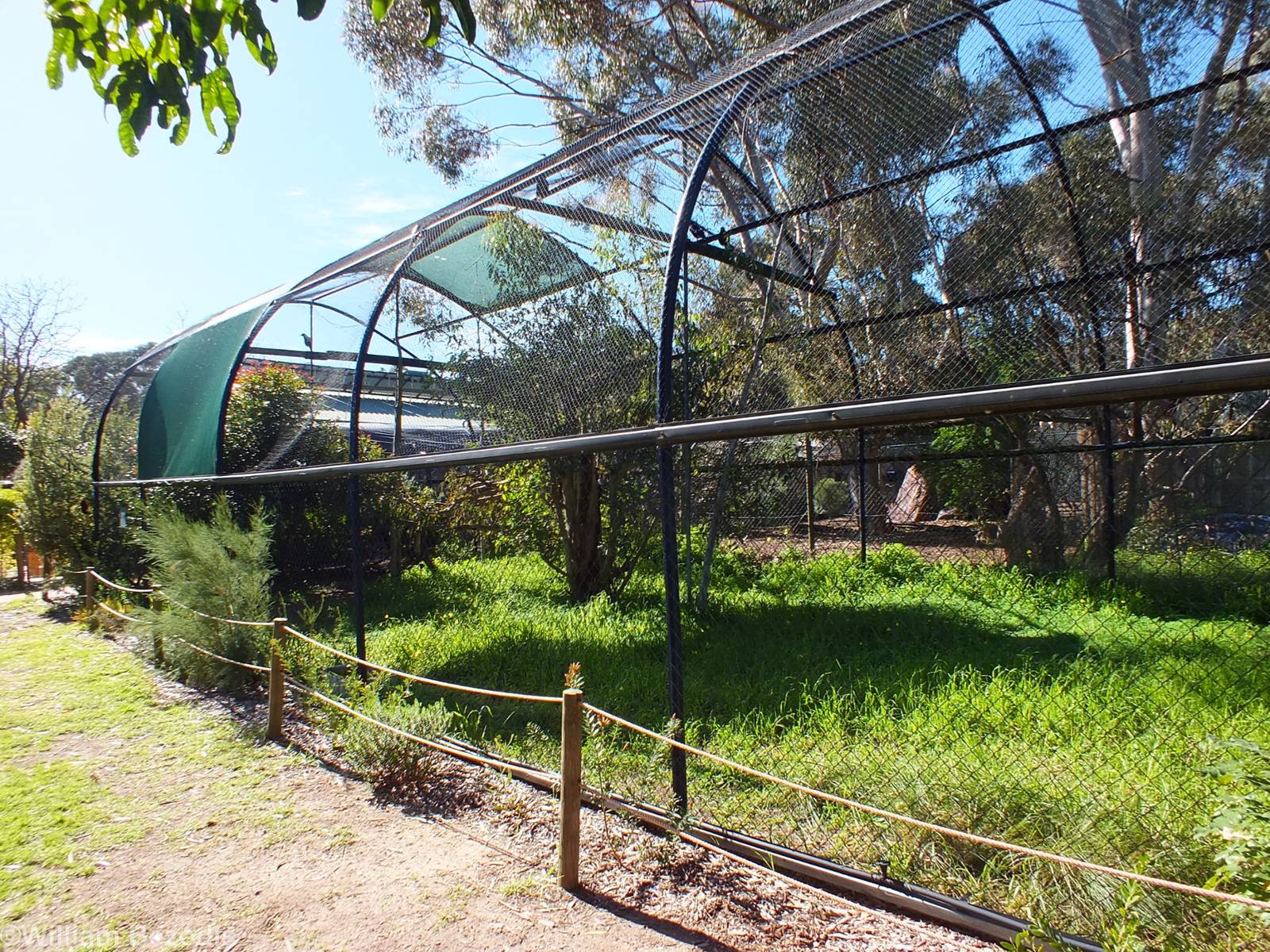 Wedge-tailed Eagle Aviary
