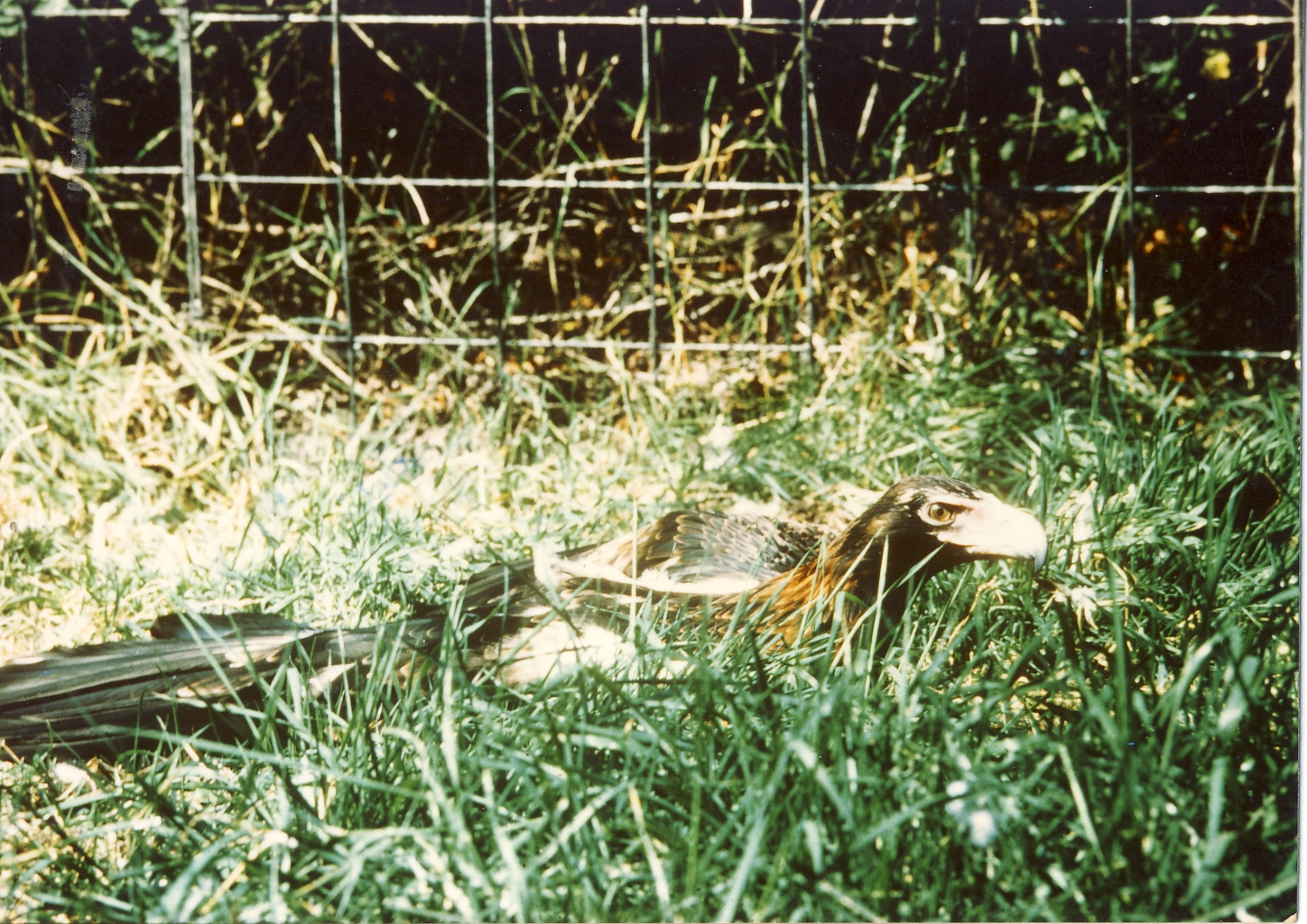 Wedge-tailed Eagle Chester Zoo 12 August 1976