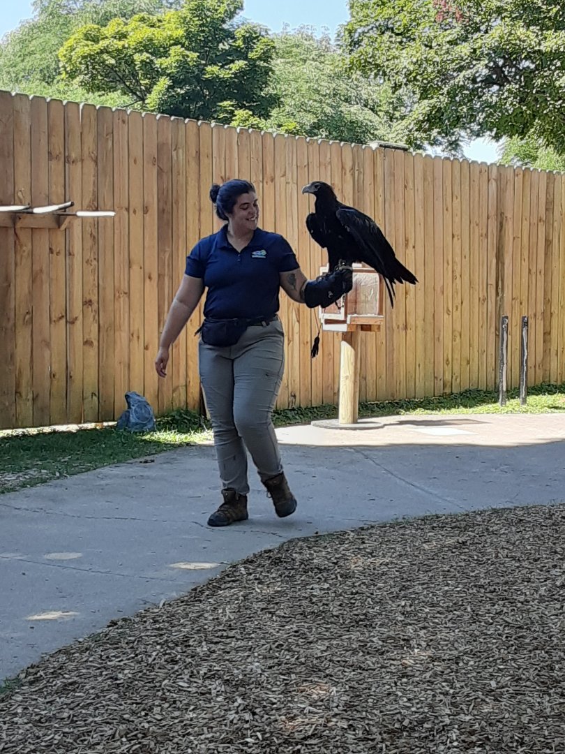 Wedge-tailed Eagle during Bird Show