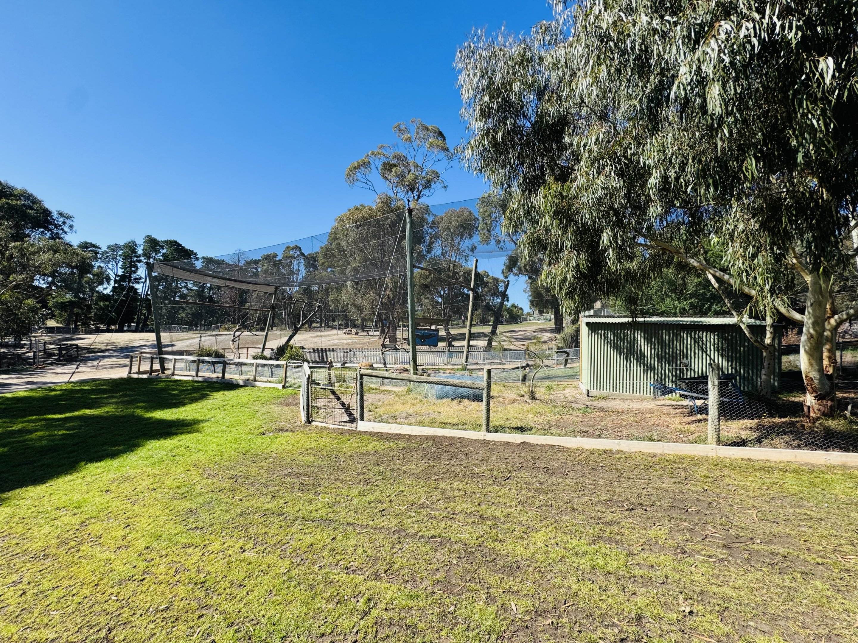 Wedge-tailed eagle enclosure (new)