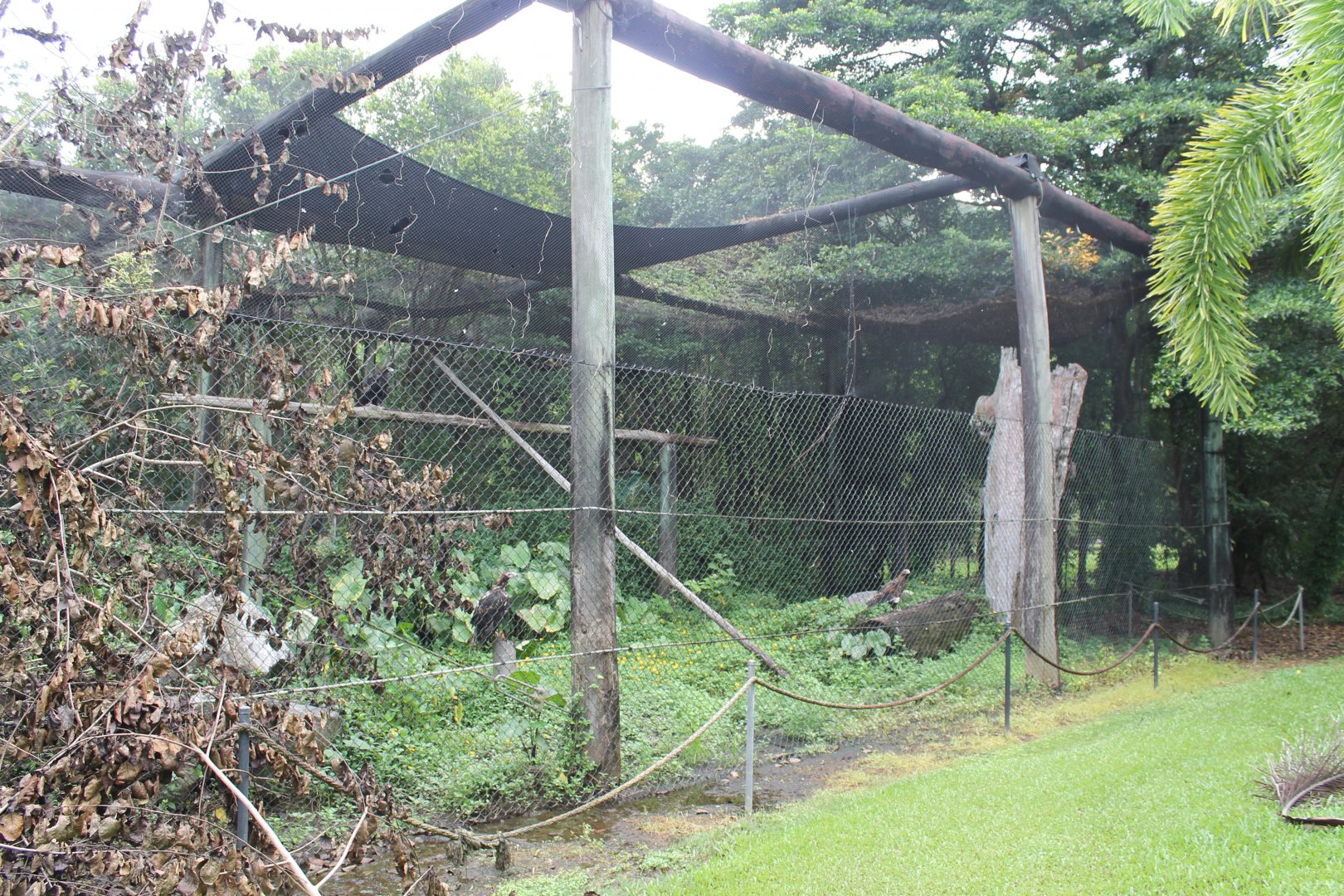 Wedge-tailed Eagle enclosure