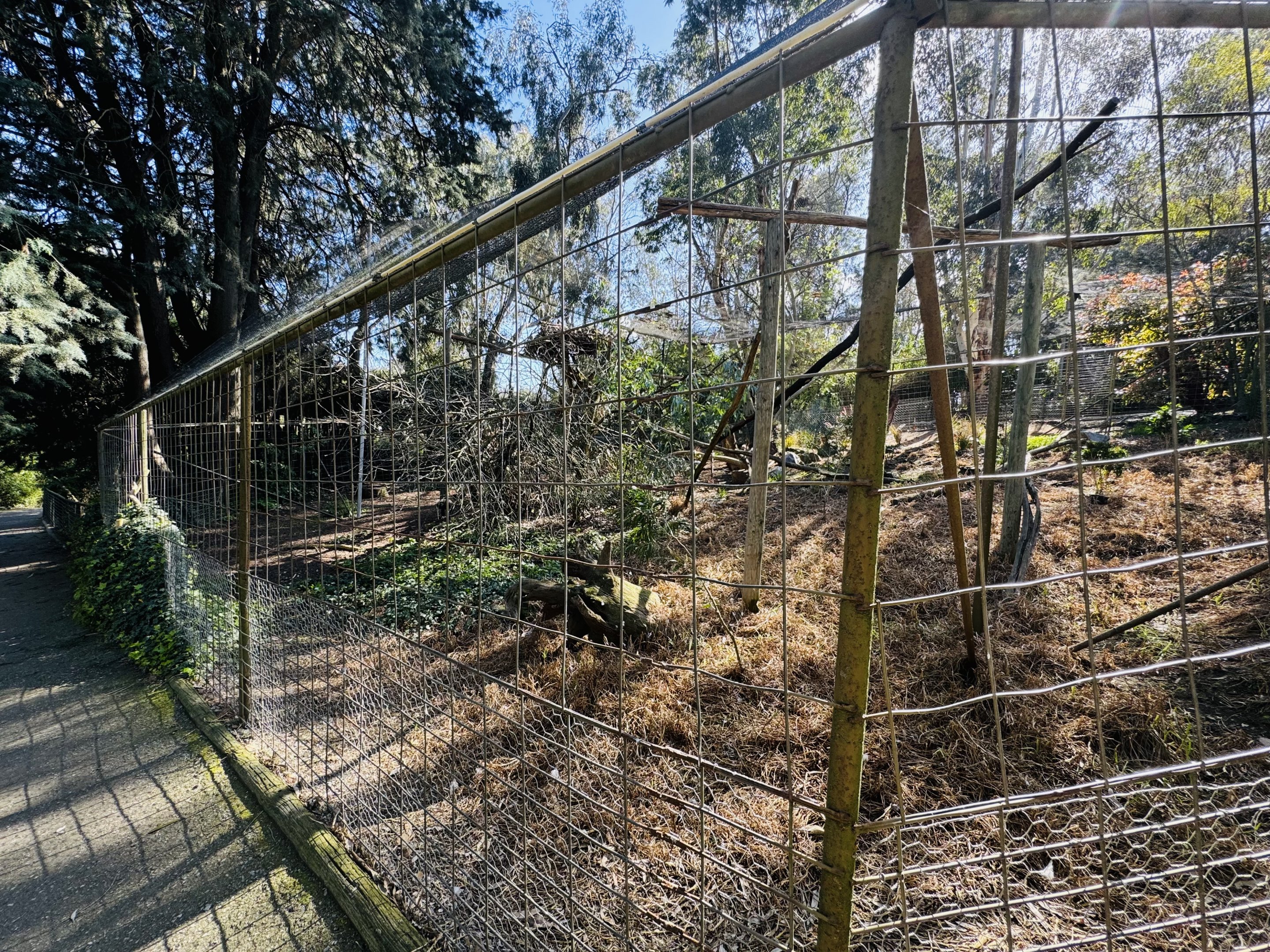 Wedge-tailed eagle enclosure