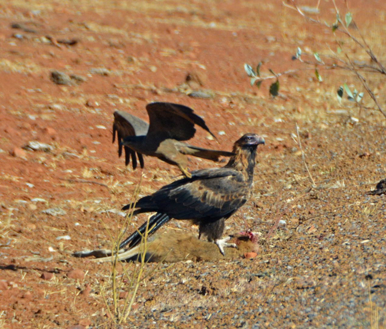 Wedge-tailed eagle harassed by black kite