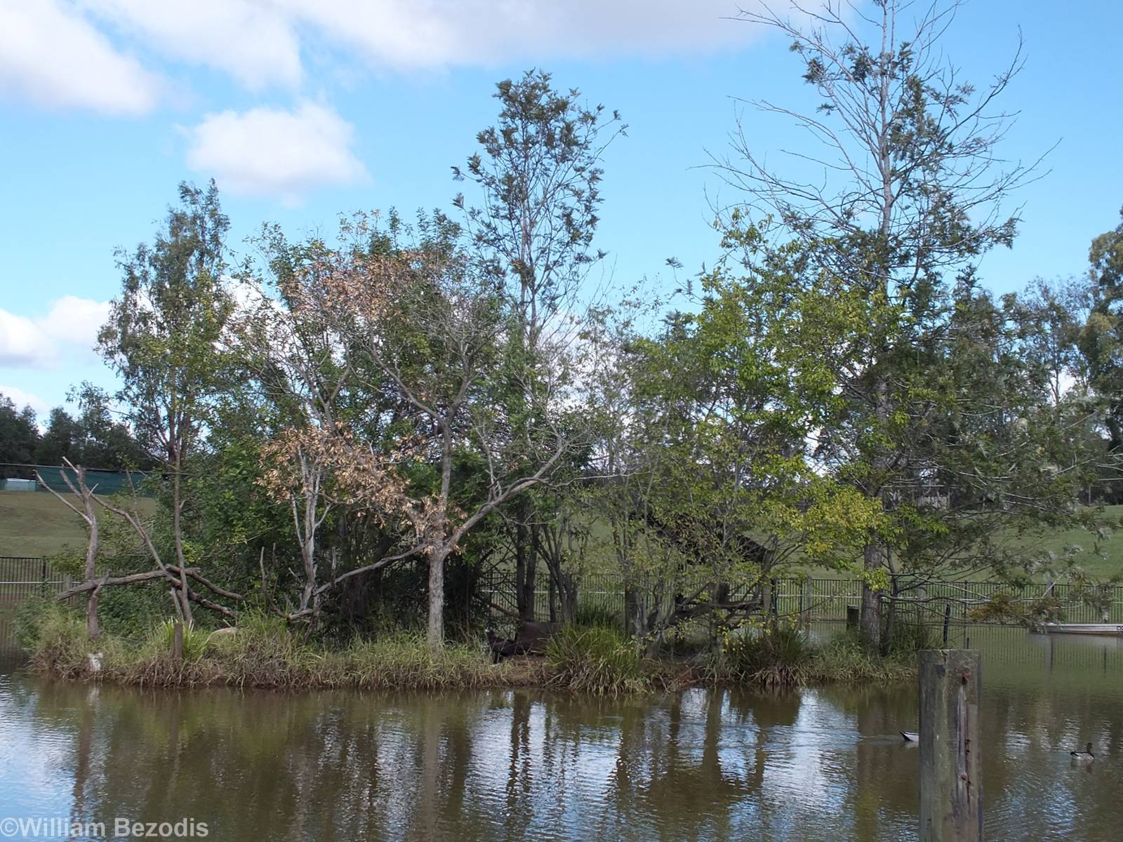 Wedge-tailed Eagle Island in Walkthrough Kangaroo Enclosure