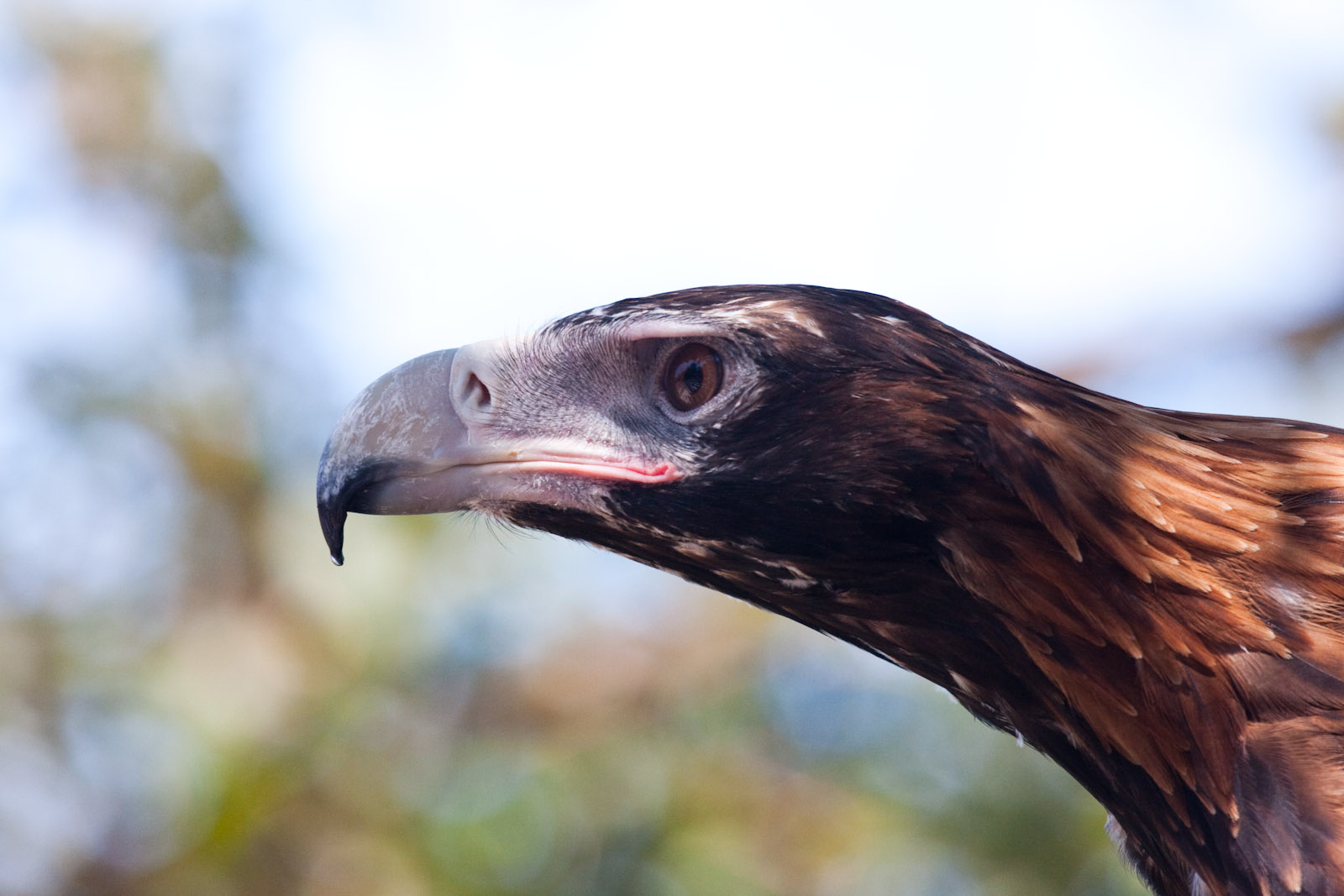 Wedge Tailed Eagle - Jan 2009