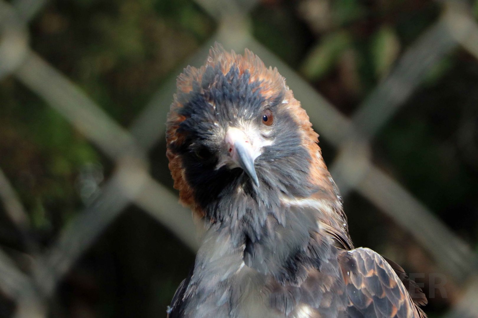 Wedge-tailed eagle, June 2016