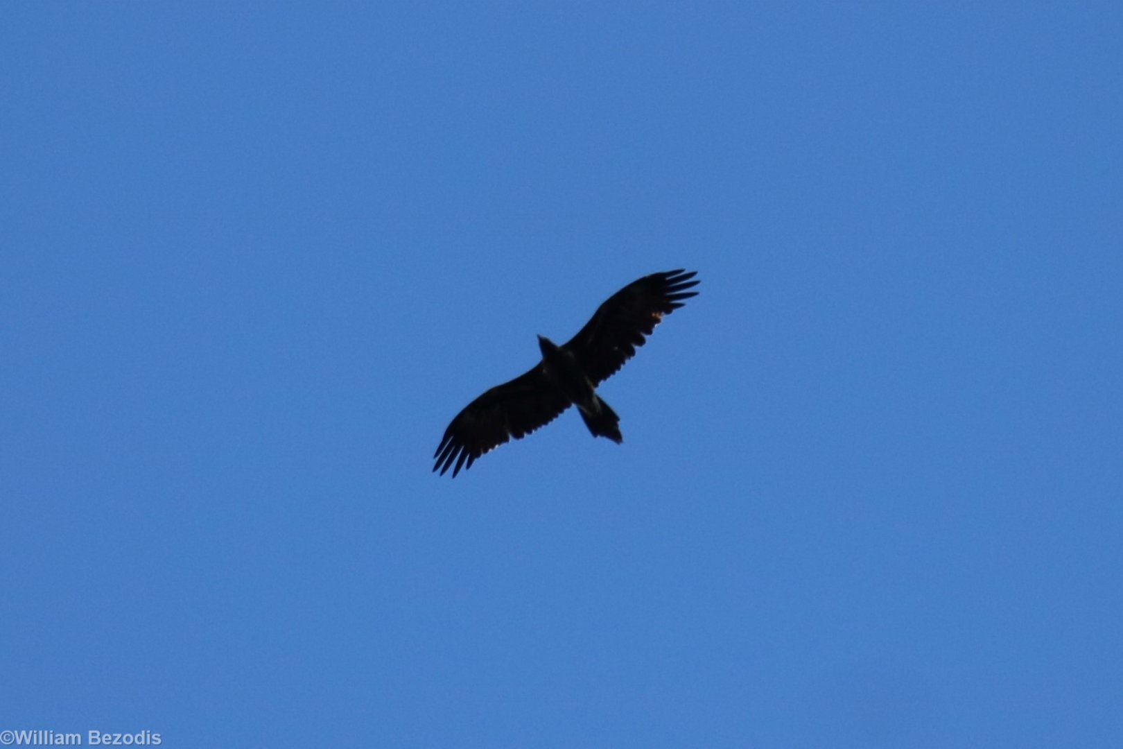 Wedge-tailed Eagle - Kakadu