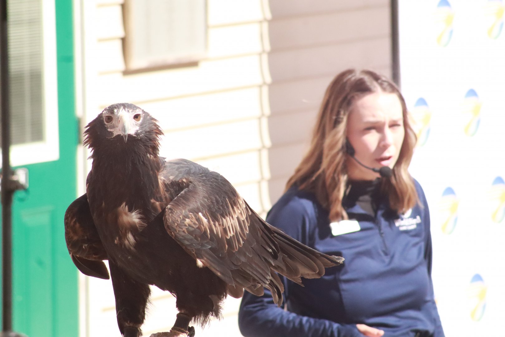 Wedge-Tailed Eagle- March 2025