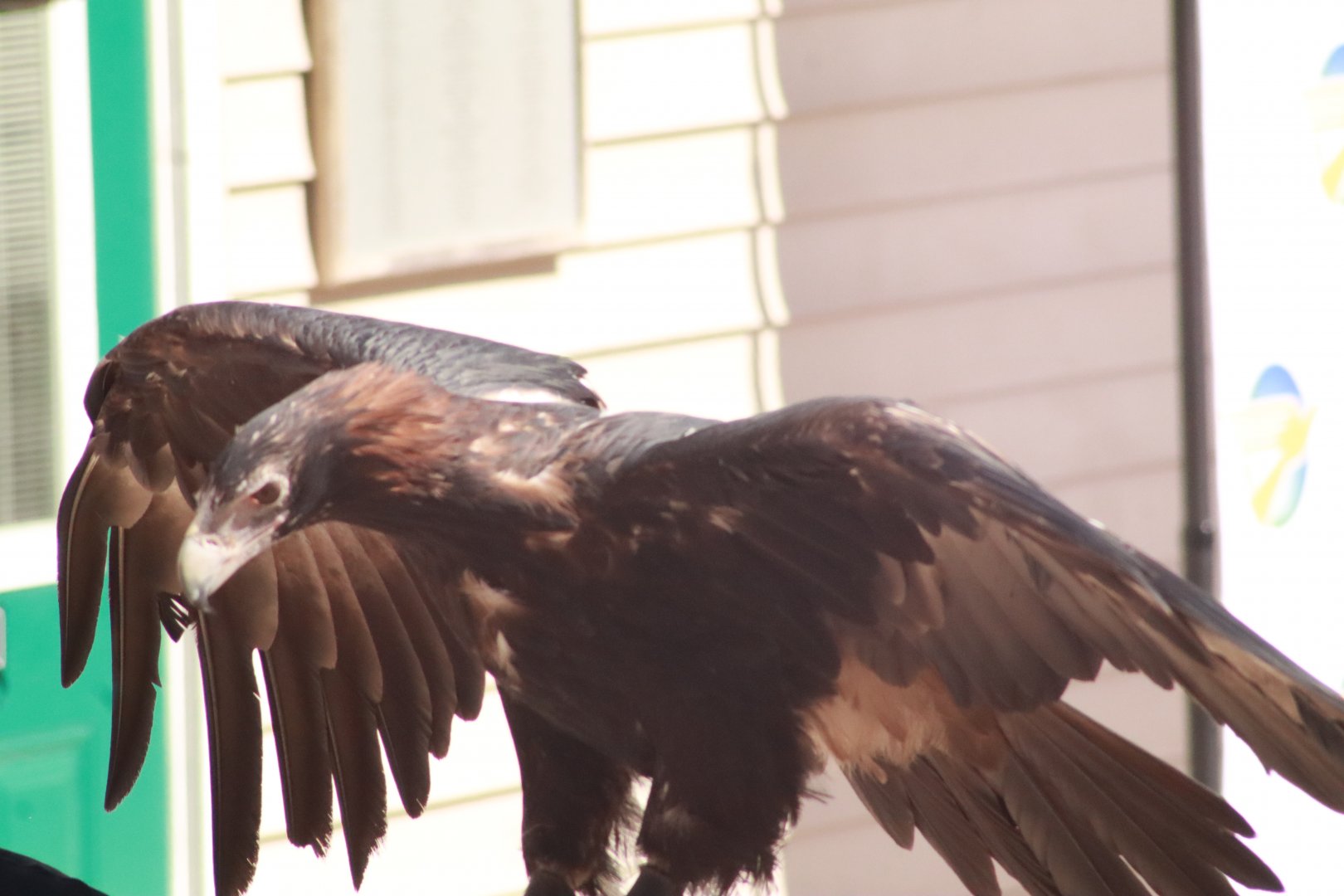 Wedge-Tailed Eagle- March 2025