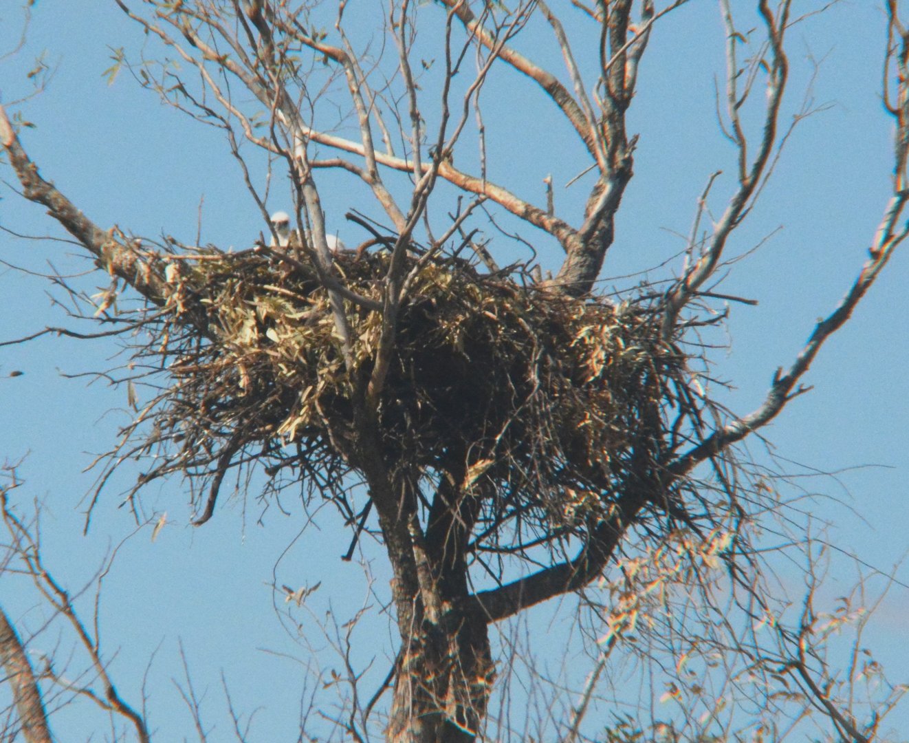 Wedge-tailed eagle nest