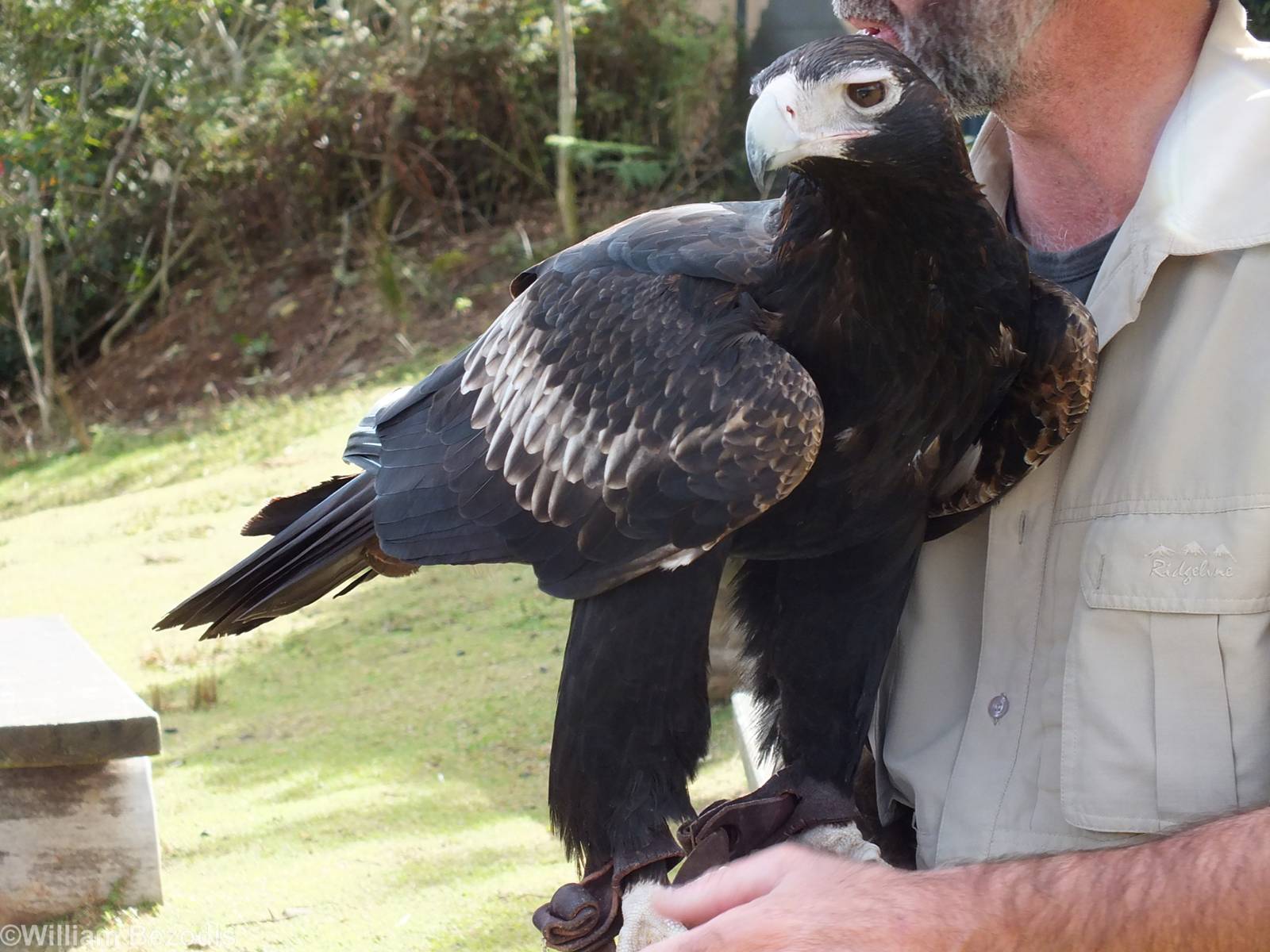 Wedge-tailed Eagle - O'Reilly's Rainforest Retreat Bird-of-prey Show