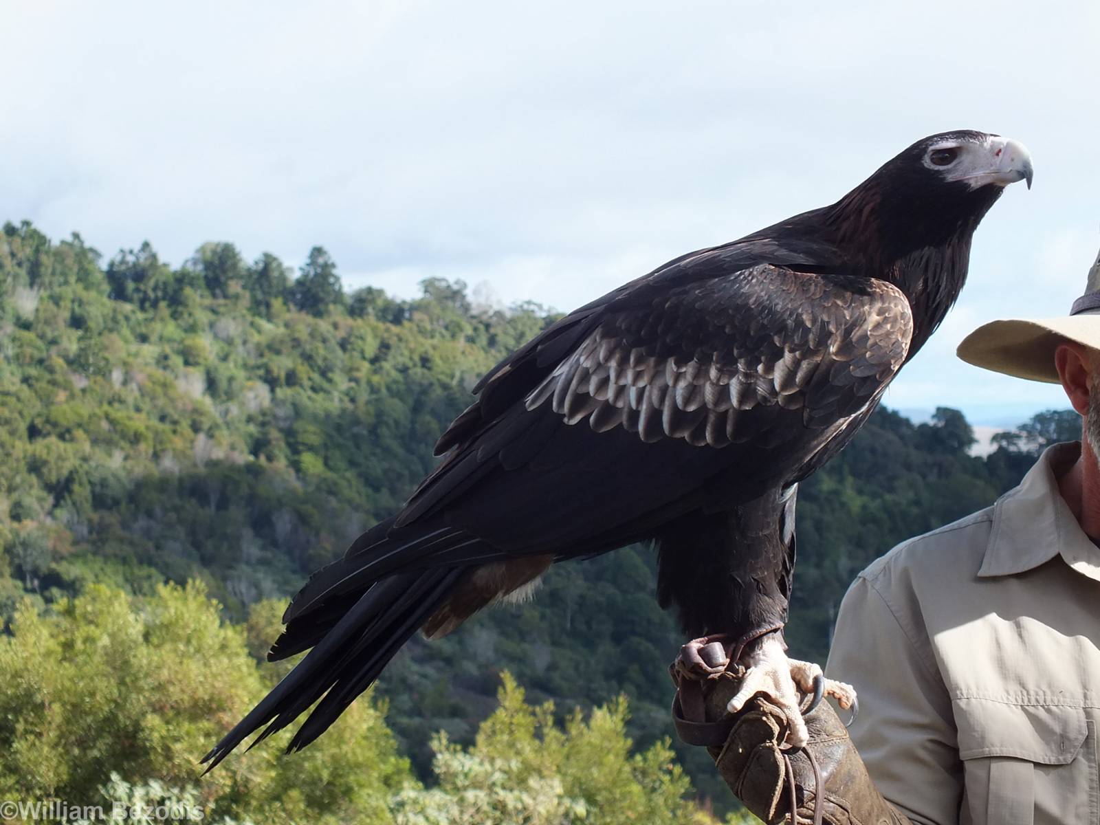 Wedge-tailed Eagle - O'Reilly's Rainforest Retreat Bird-of-prey Show