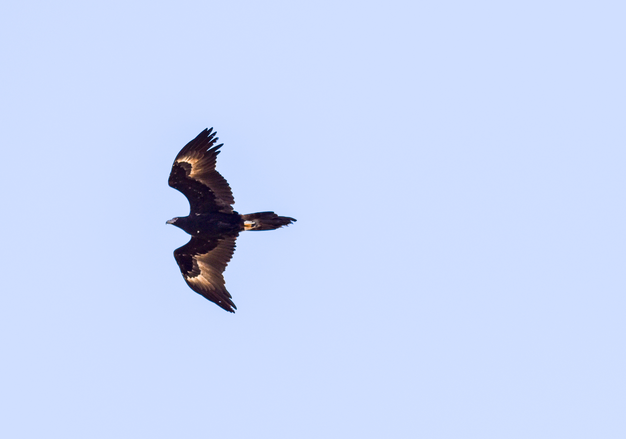 Wedge-tailed Eagle (wild)