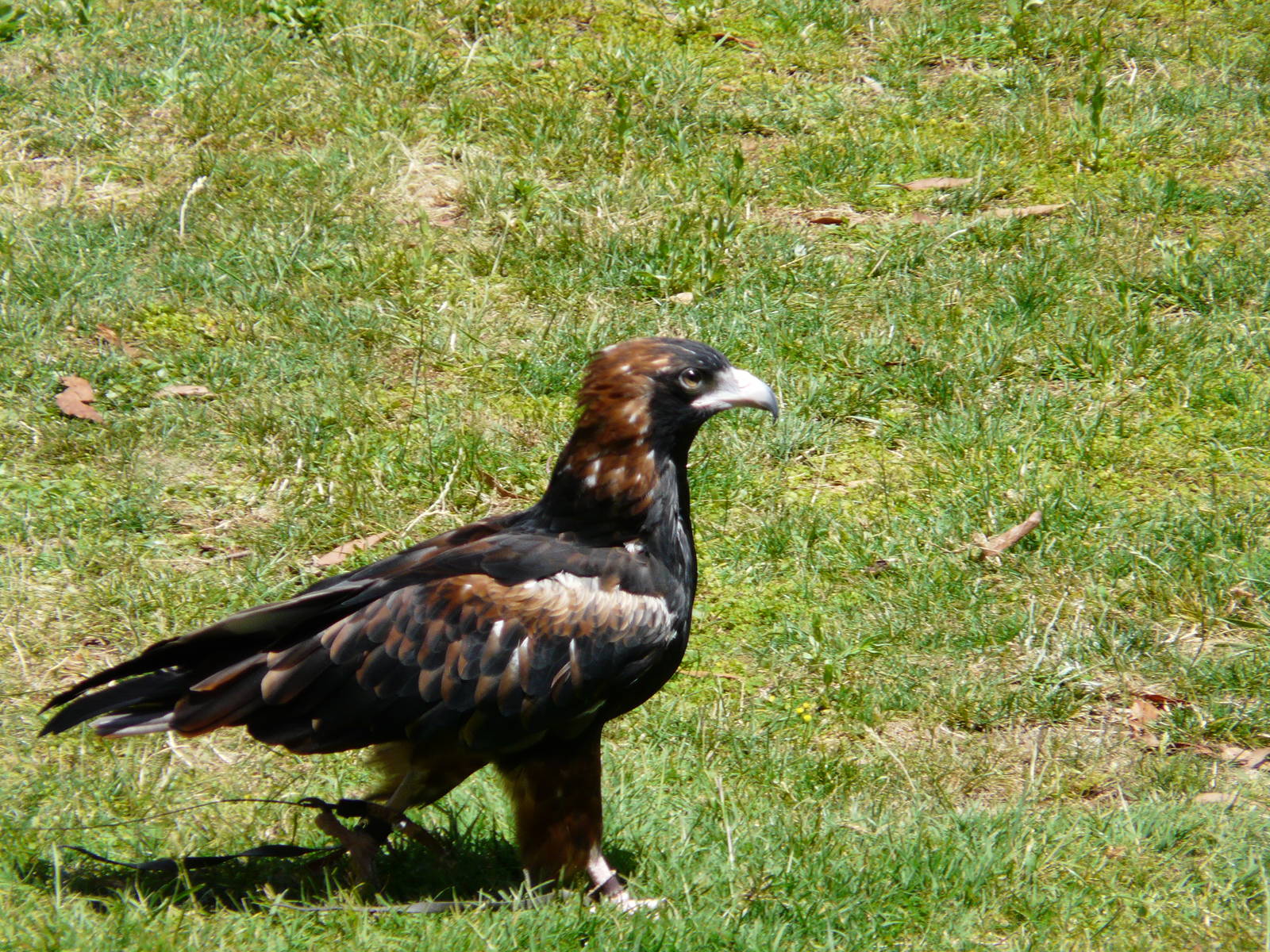 Wedge-tailed eagle