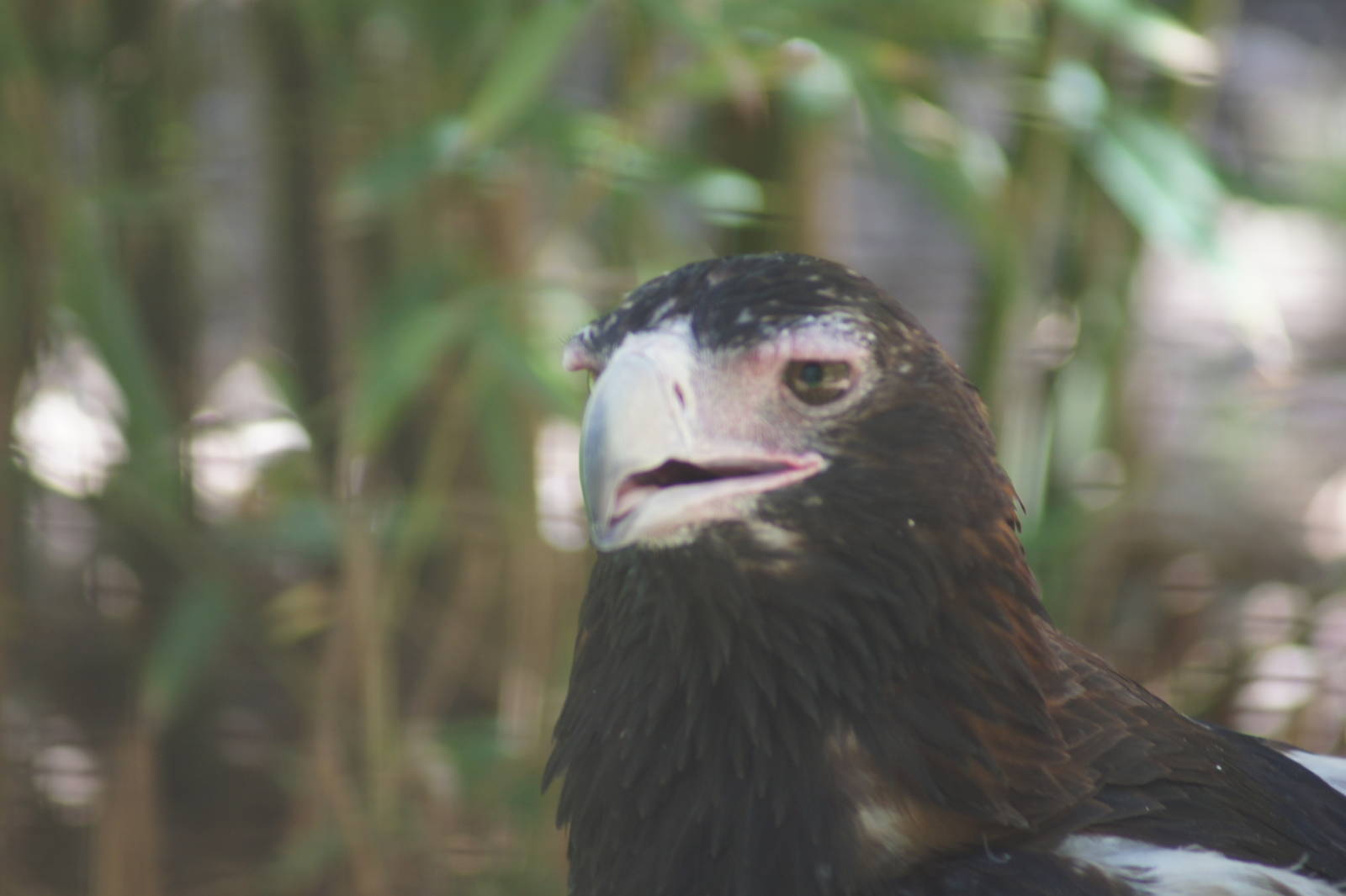 Wedge-tailed eagle