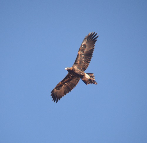 Wedge-tailed eagle.