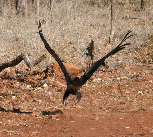 Wedge-tailed eagle