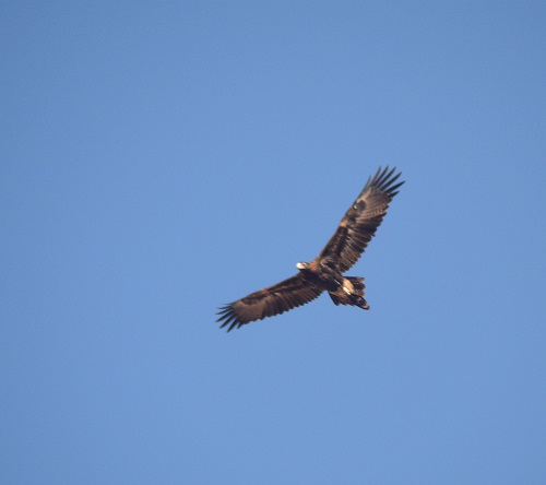 Wedge-tailed eagle.