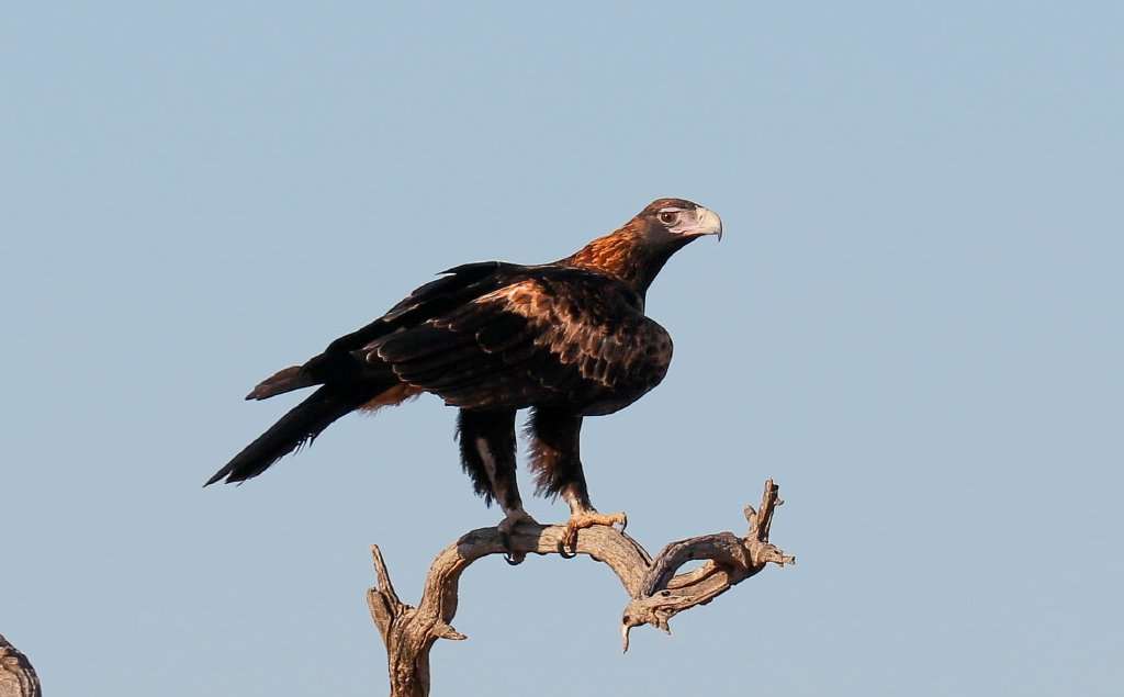 Wedge-tailed Eagle
