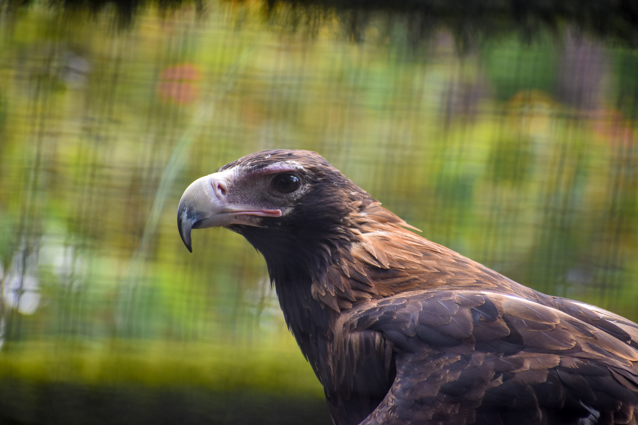 Wedge-tailed Eagle