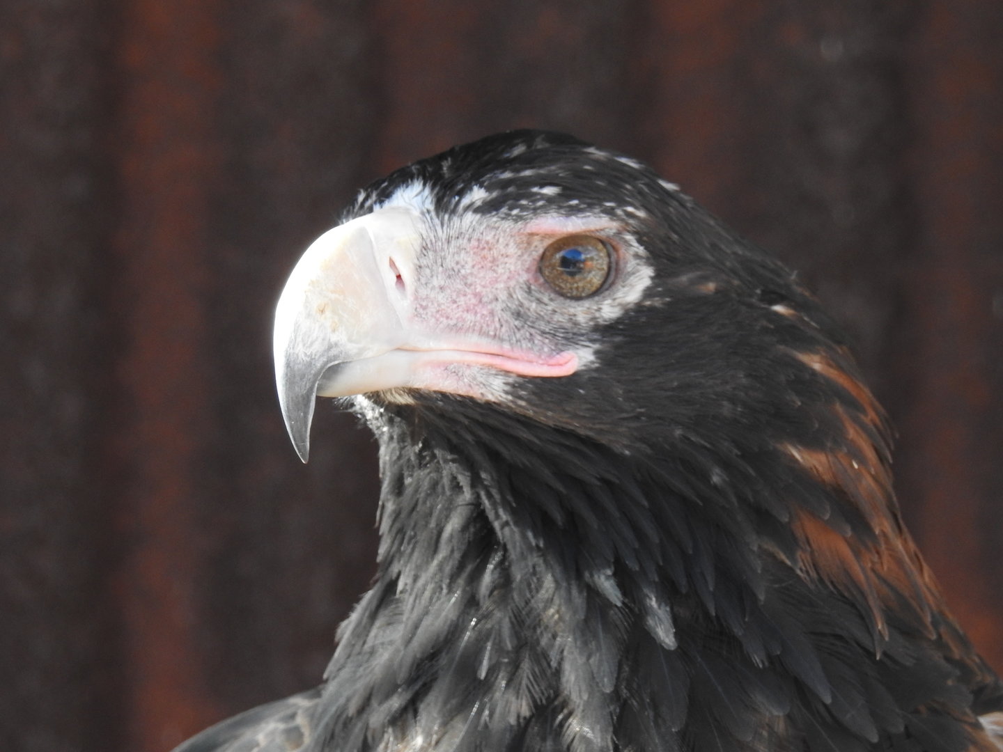 Wedge-Tailed Eagle
