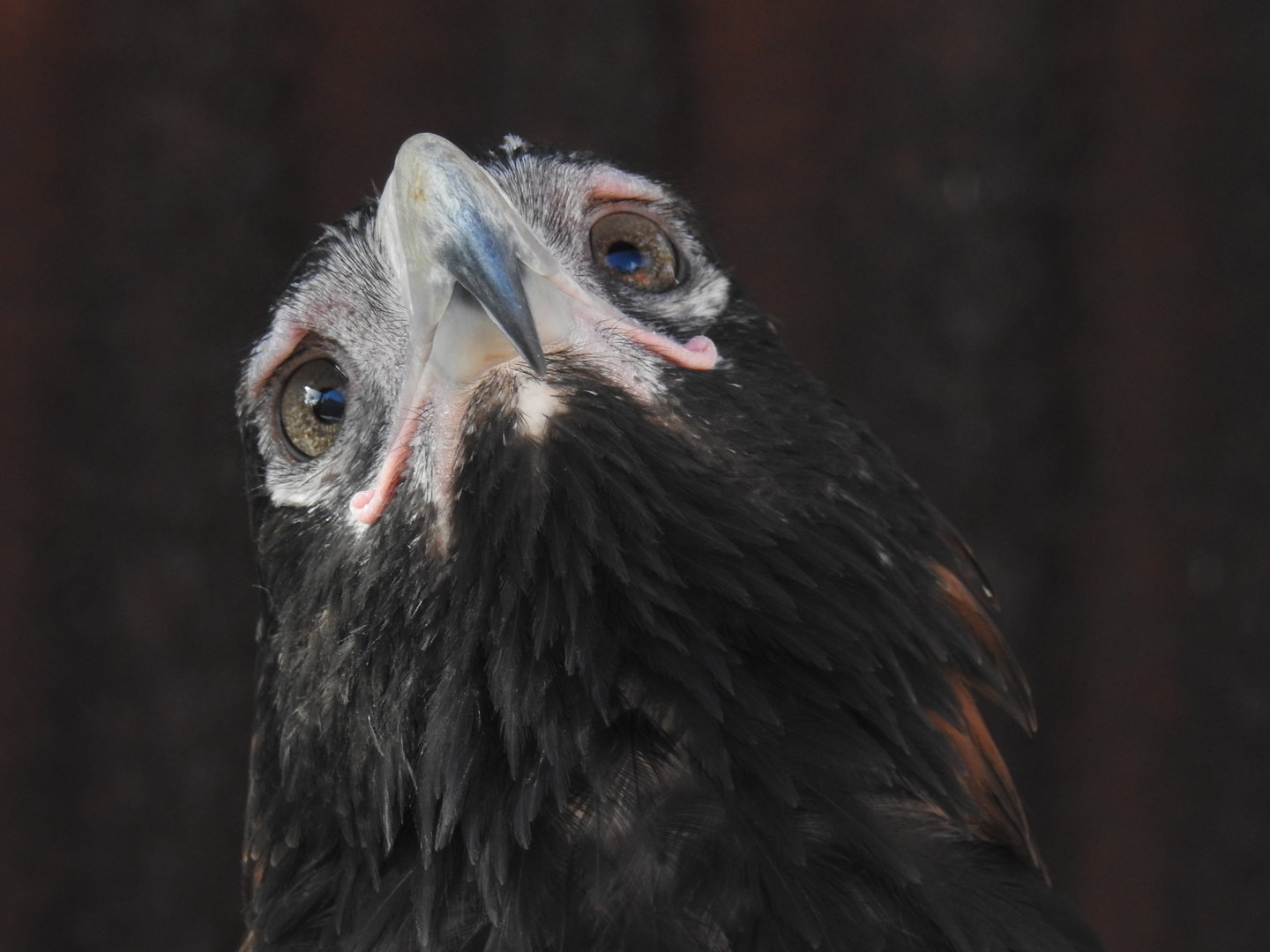 Wedge-Tailed Eagle