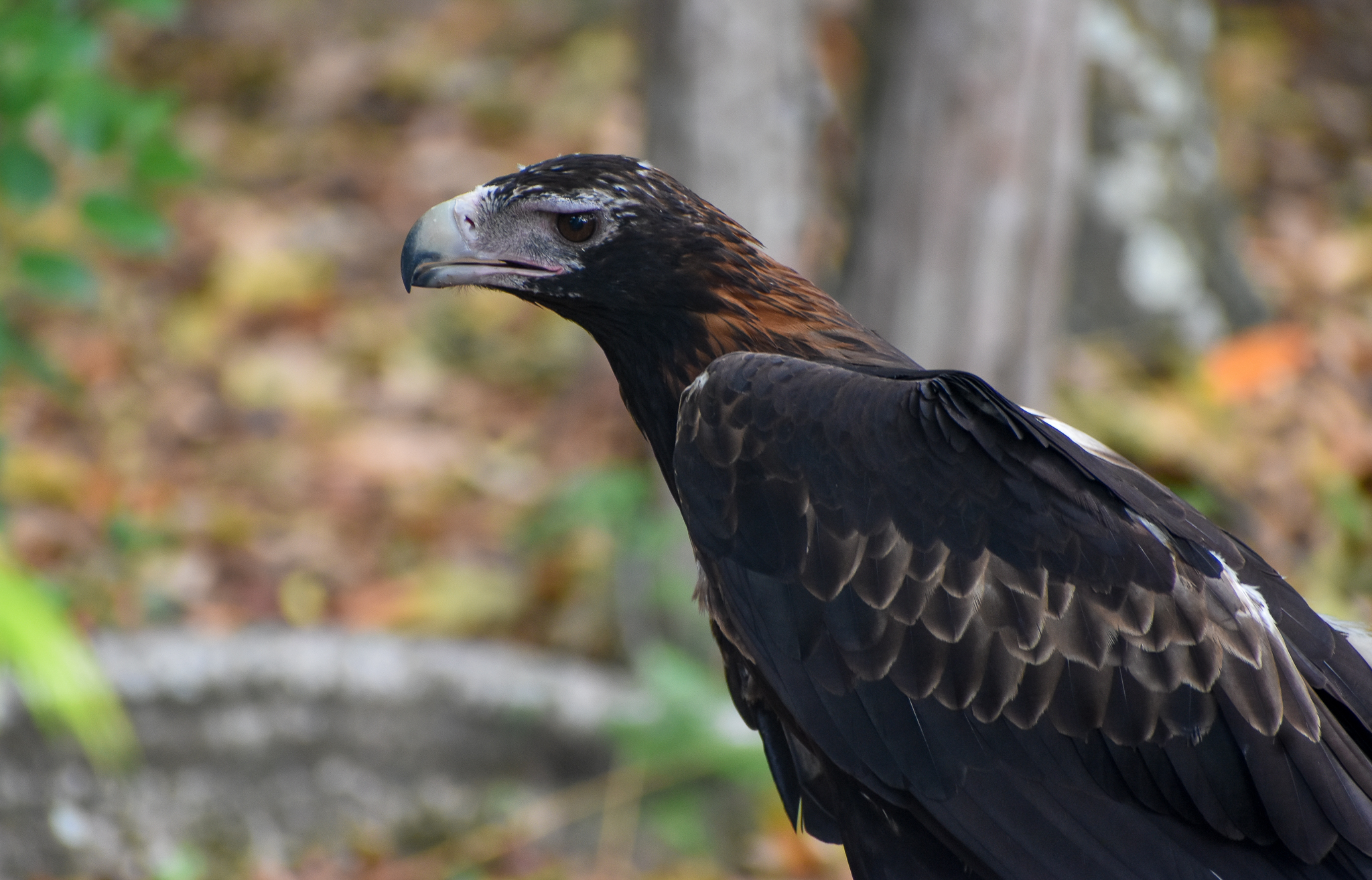 Wedge-tailed Eagle