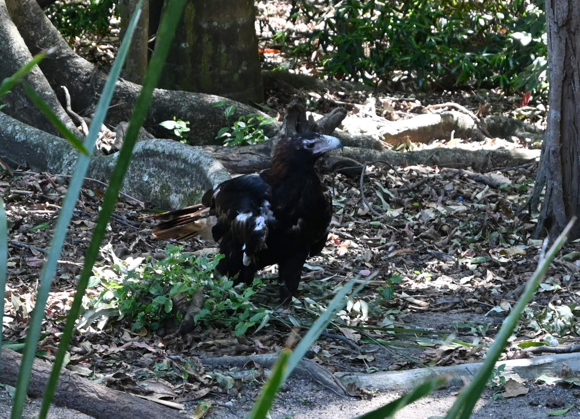 Wedge-tailed Eagle