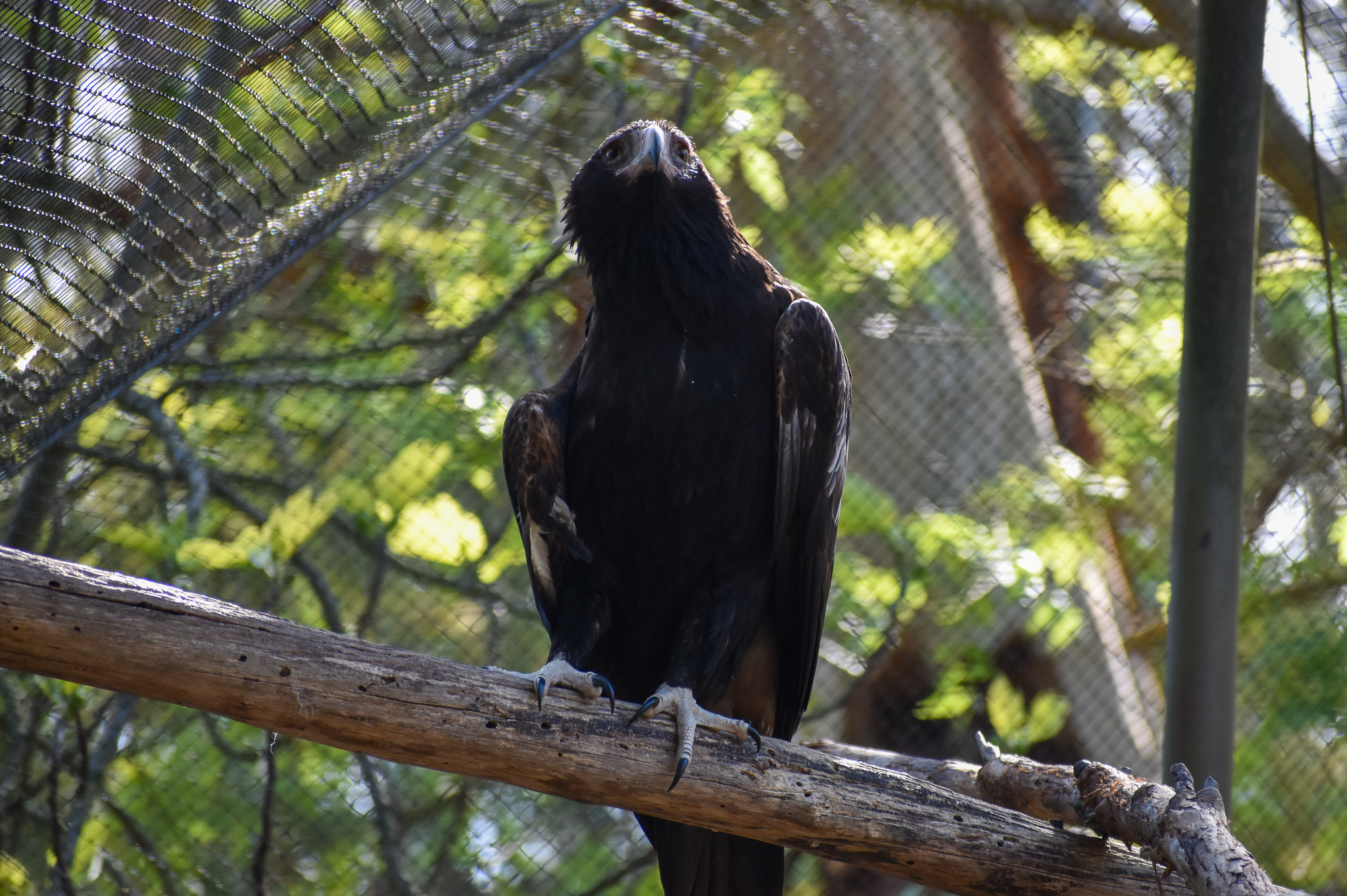 Wedge-tailed Eagle