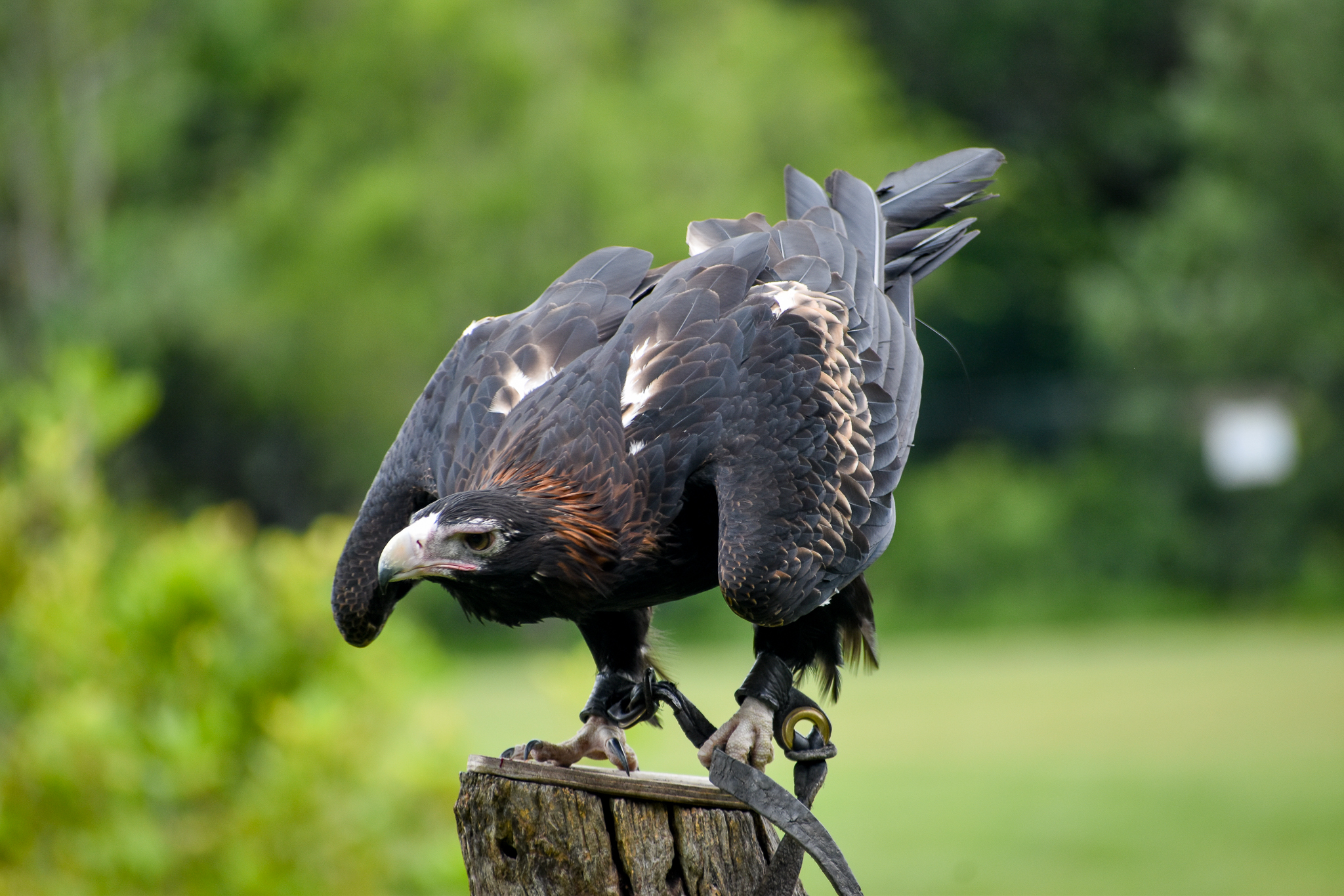 Wedge-tailed Eagle