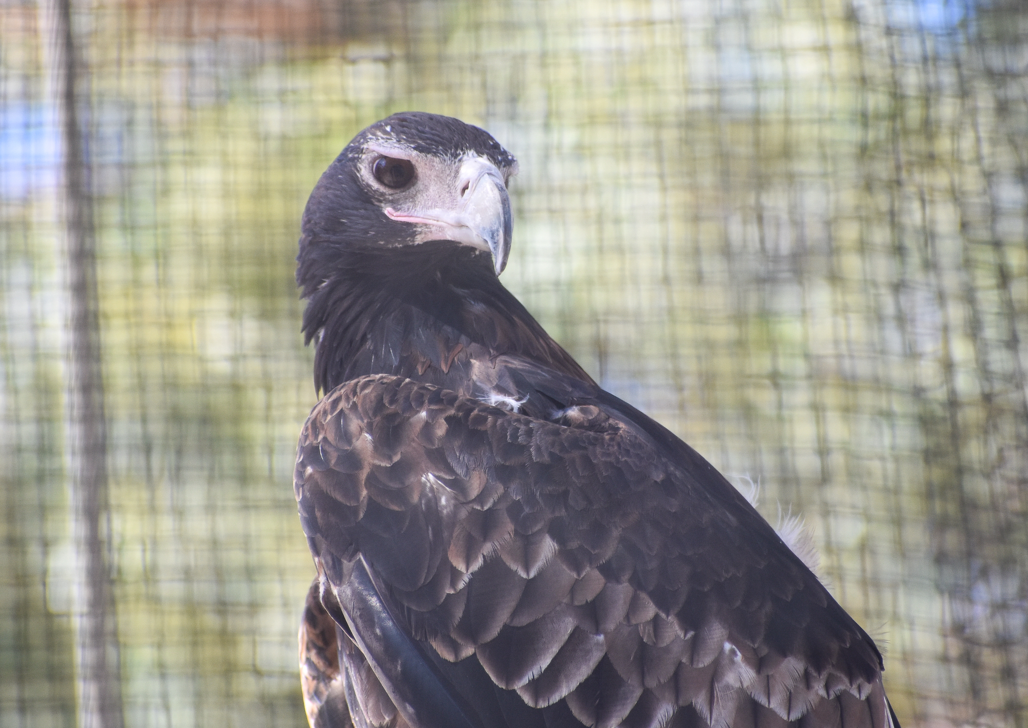Wedge-tailed Eagle