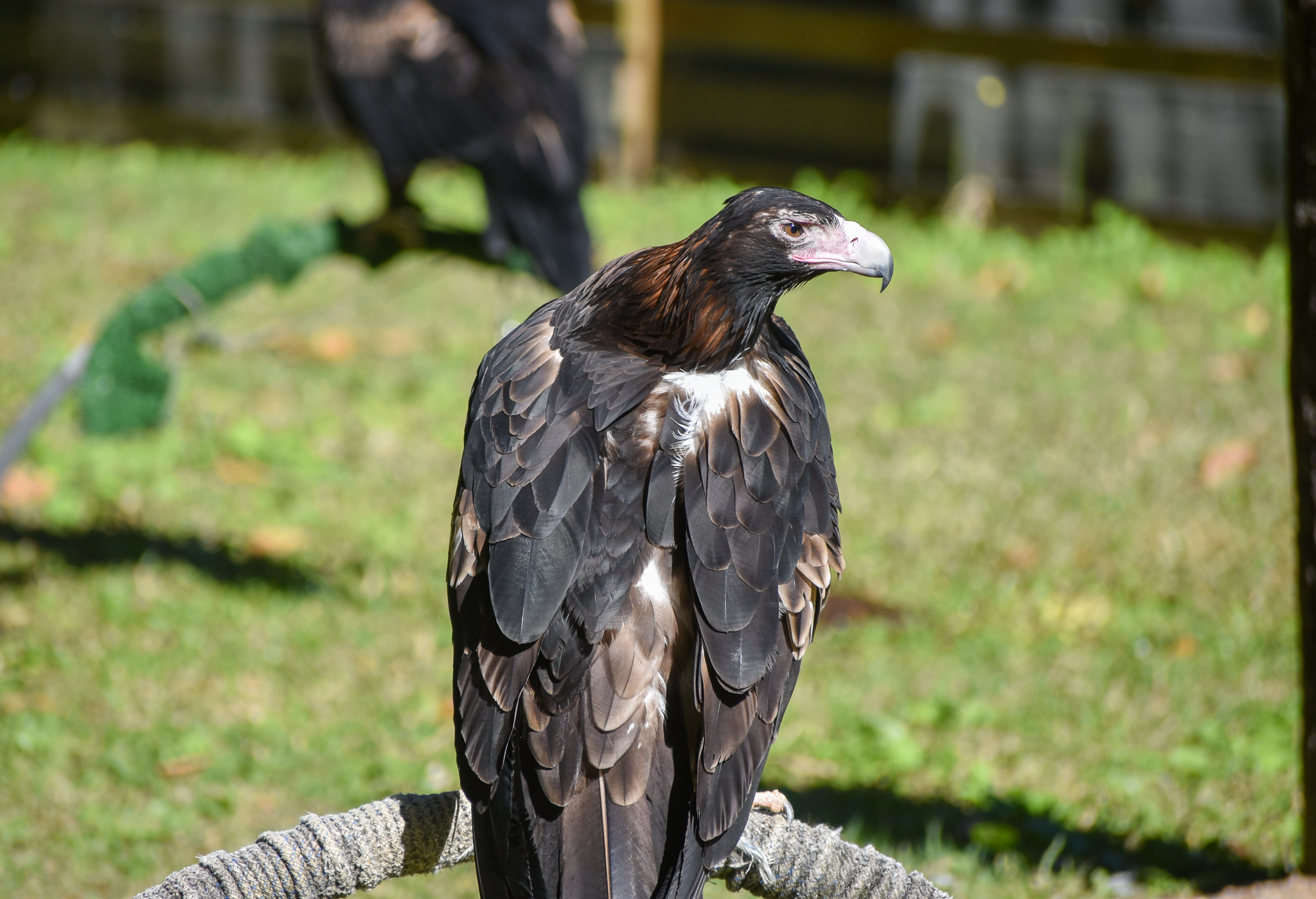 Wedge-tailed Eagle