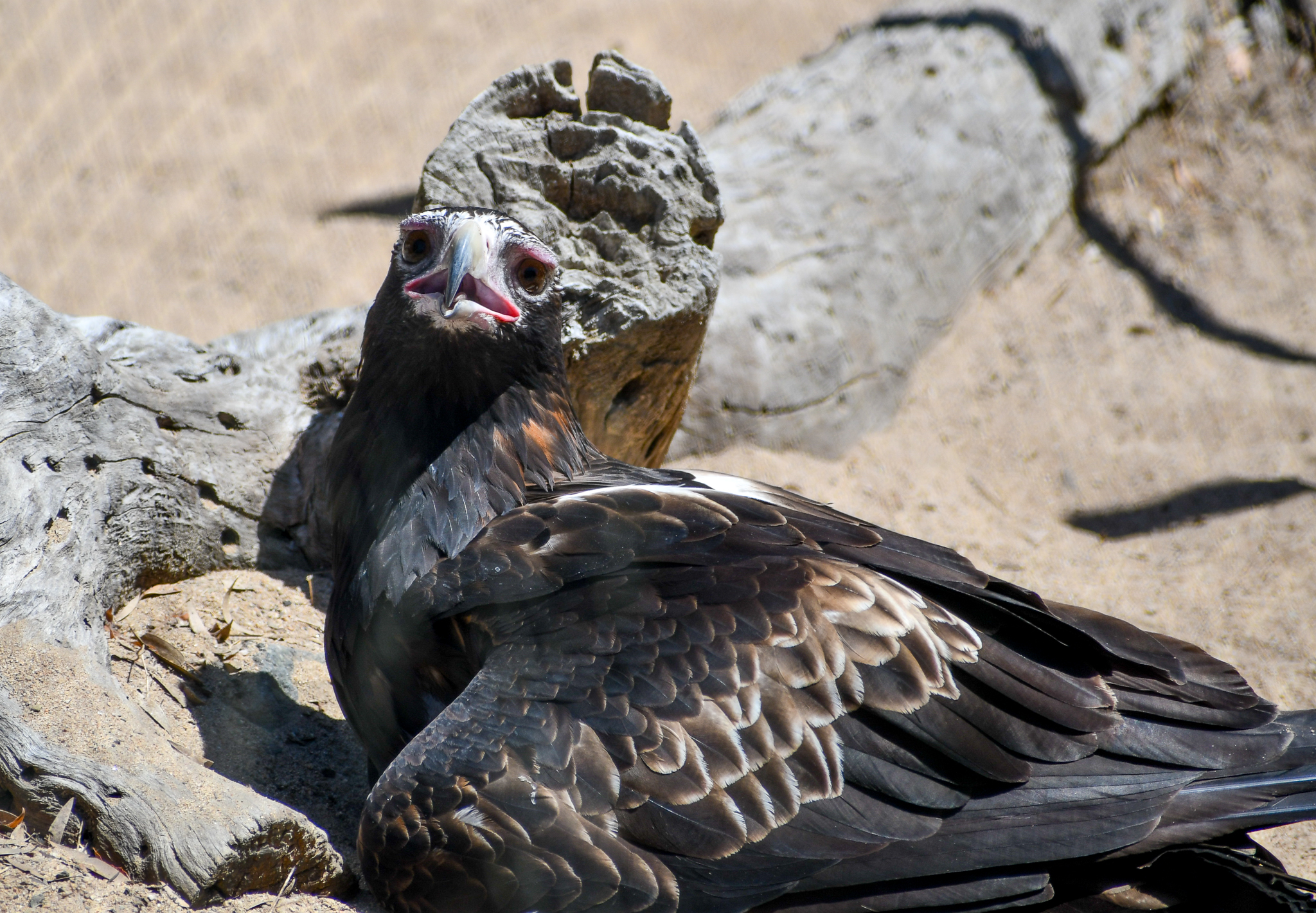 Wedge-tailed Eagle