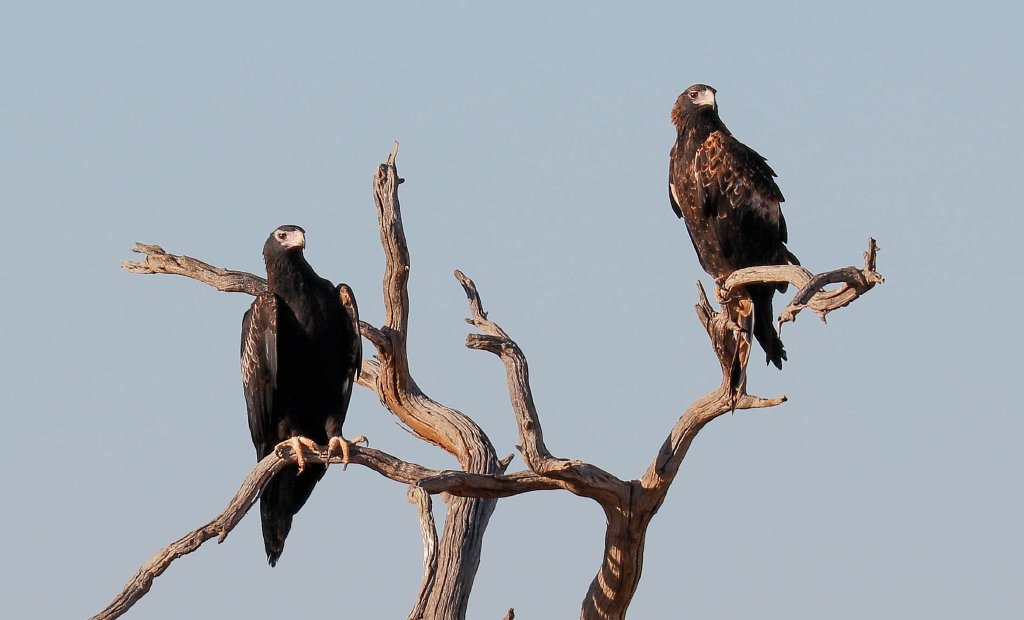 Wedge-tailed Eagles