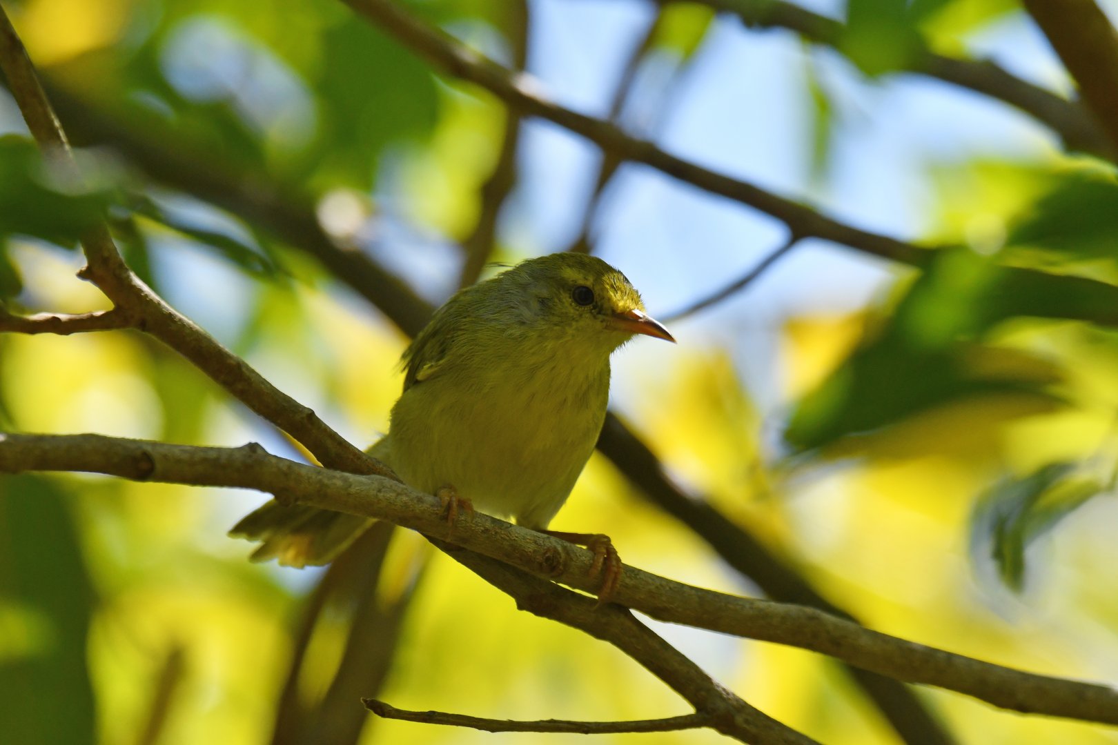 Wedge-tailed Jery (Hartertula flavoviridis)