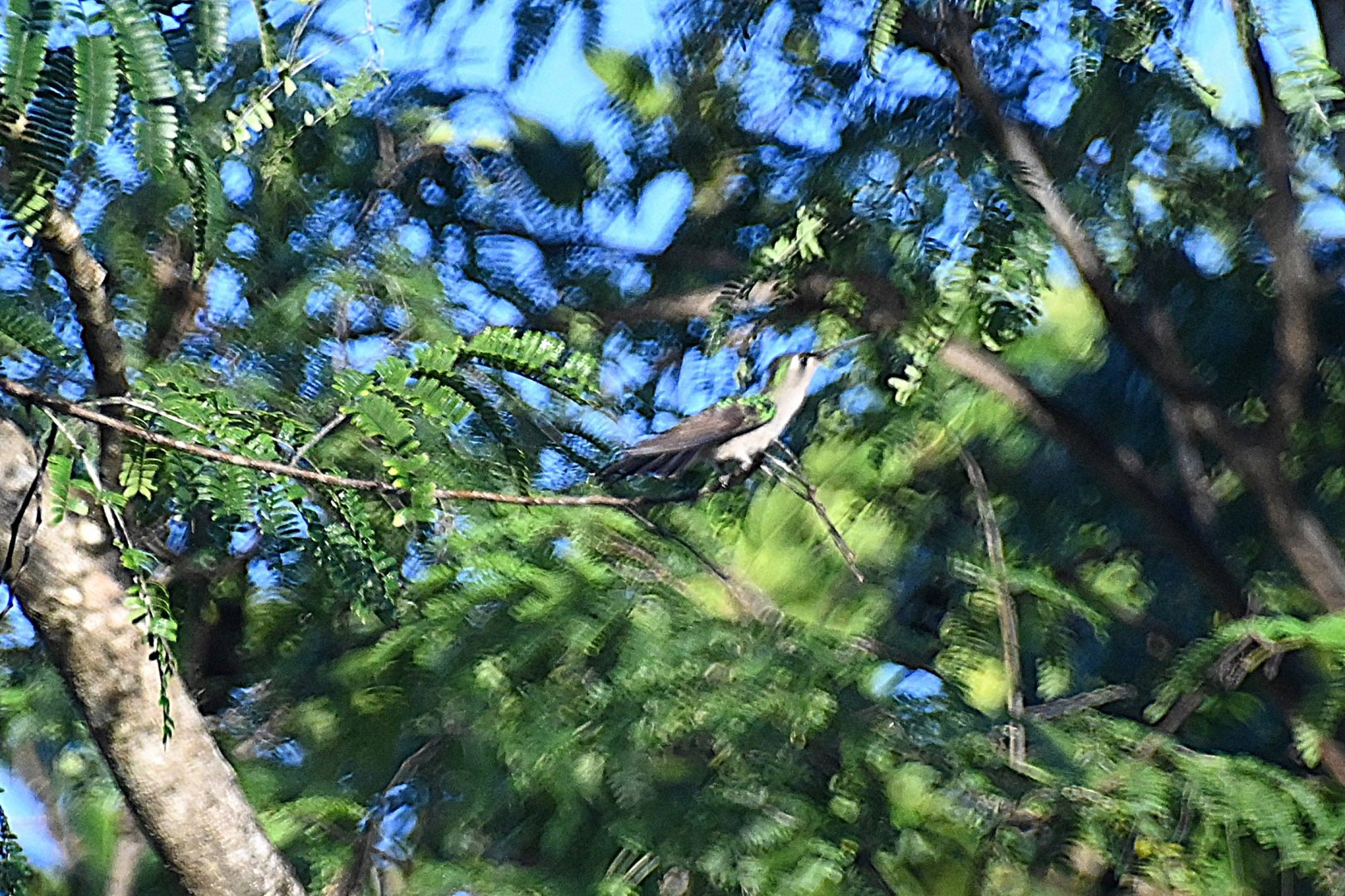 Wedge-tailed sabrewing (Pampa pampa)